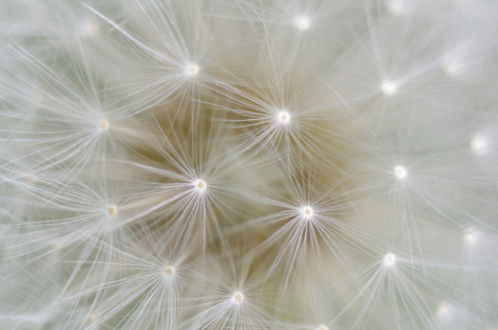 Pentax K-5 sample photo. Dandelion, seeds, nature photography