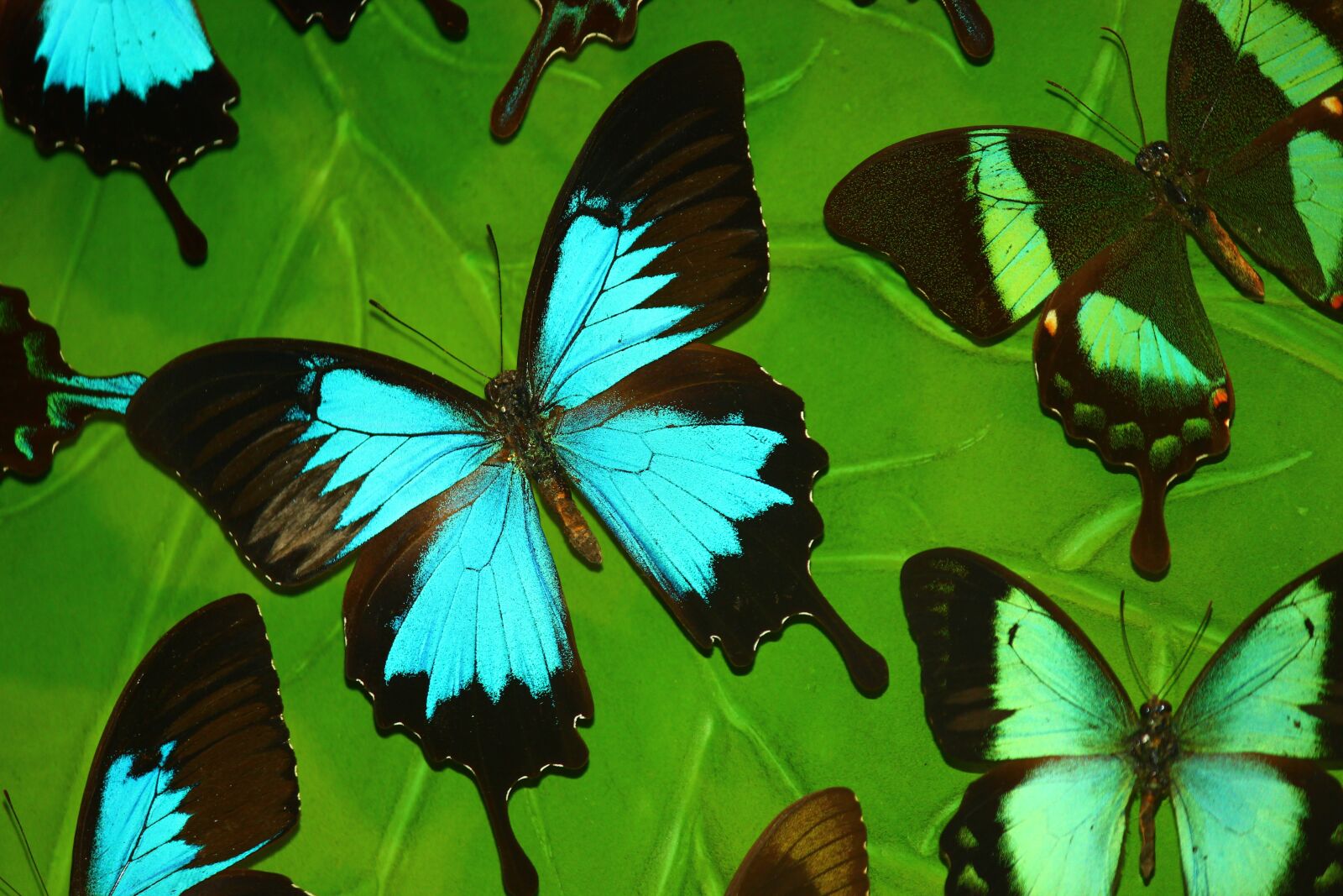 Canon EF-S 55-250mm F4-5.6 IS II sample photo. Butterfly, tropical butterfly, turquoise photography