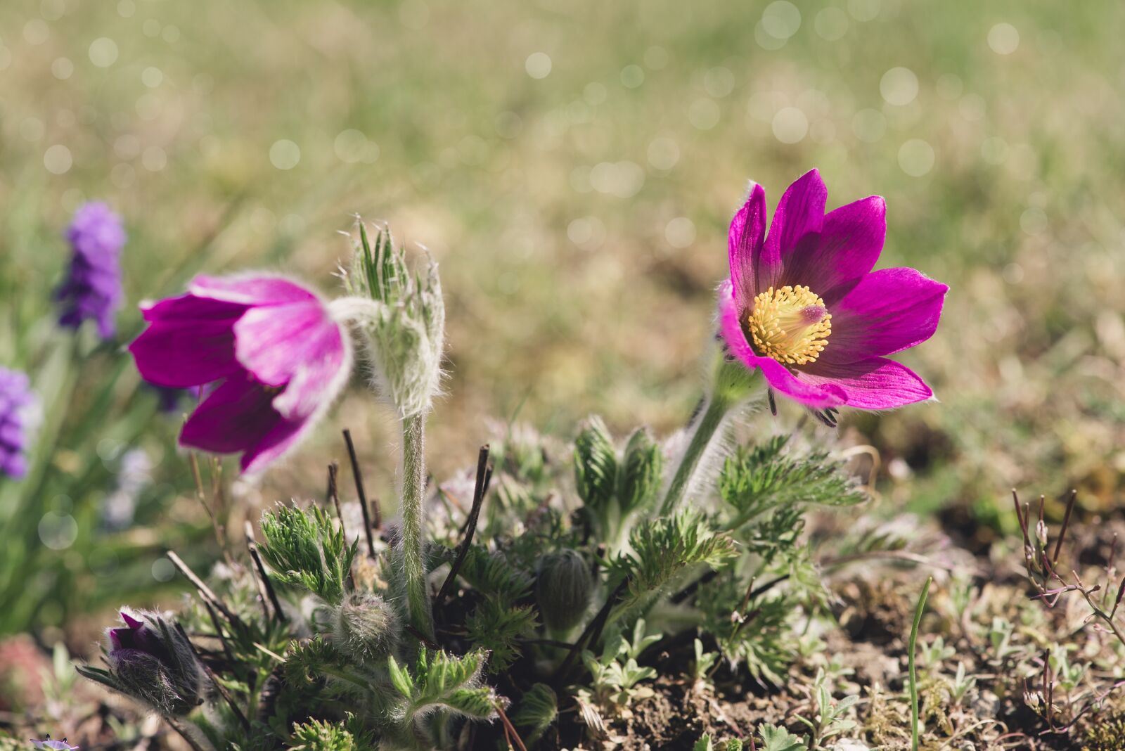 Nikon D750 sample photo. Anemones, flowers, bloom photography