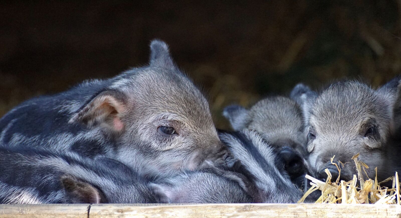 Sony DT 55-300mm F4.5-5.6 SAM sample photo. Piglet, baby, launchy photography