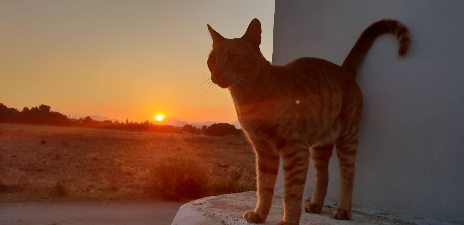 Samsung Galaxy S9 sample photo. Abendstimmung, cat, summer photography