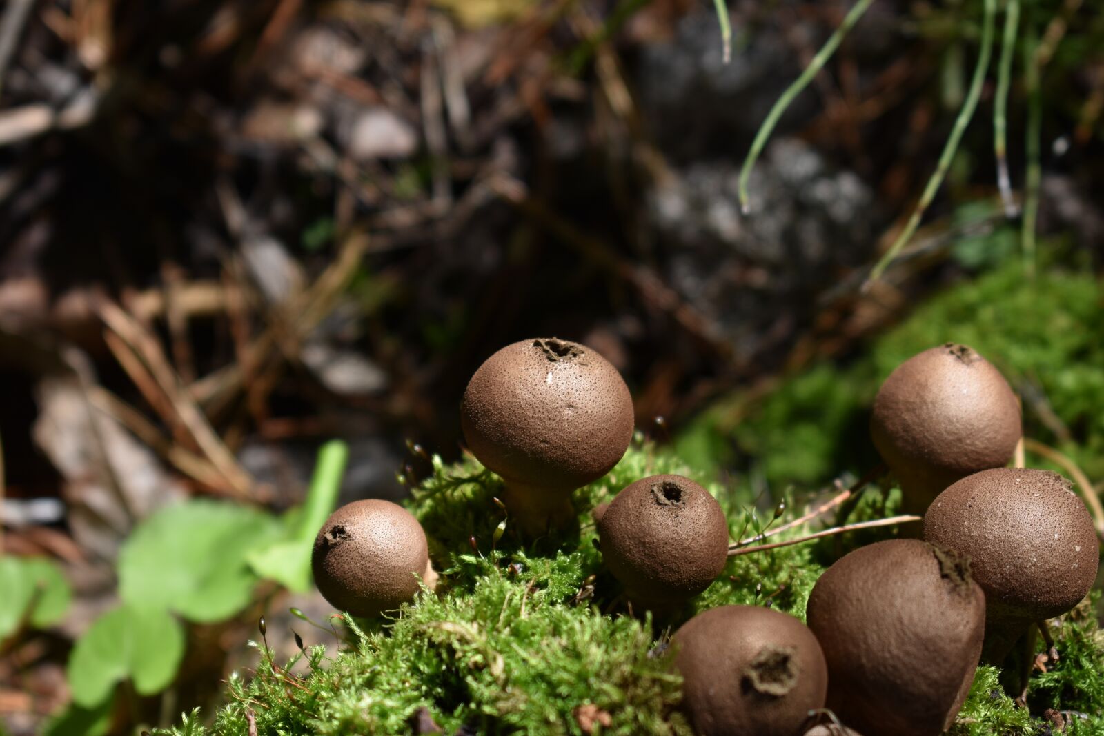 Nikon D3400 sample photo. Mushrooms, toadstools, fungi photography