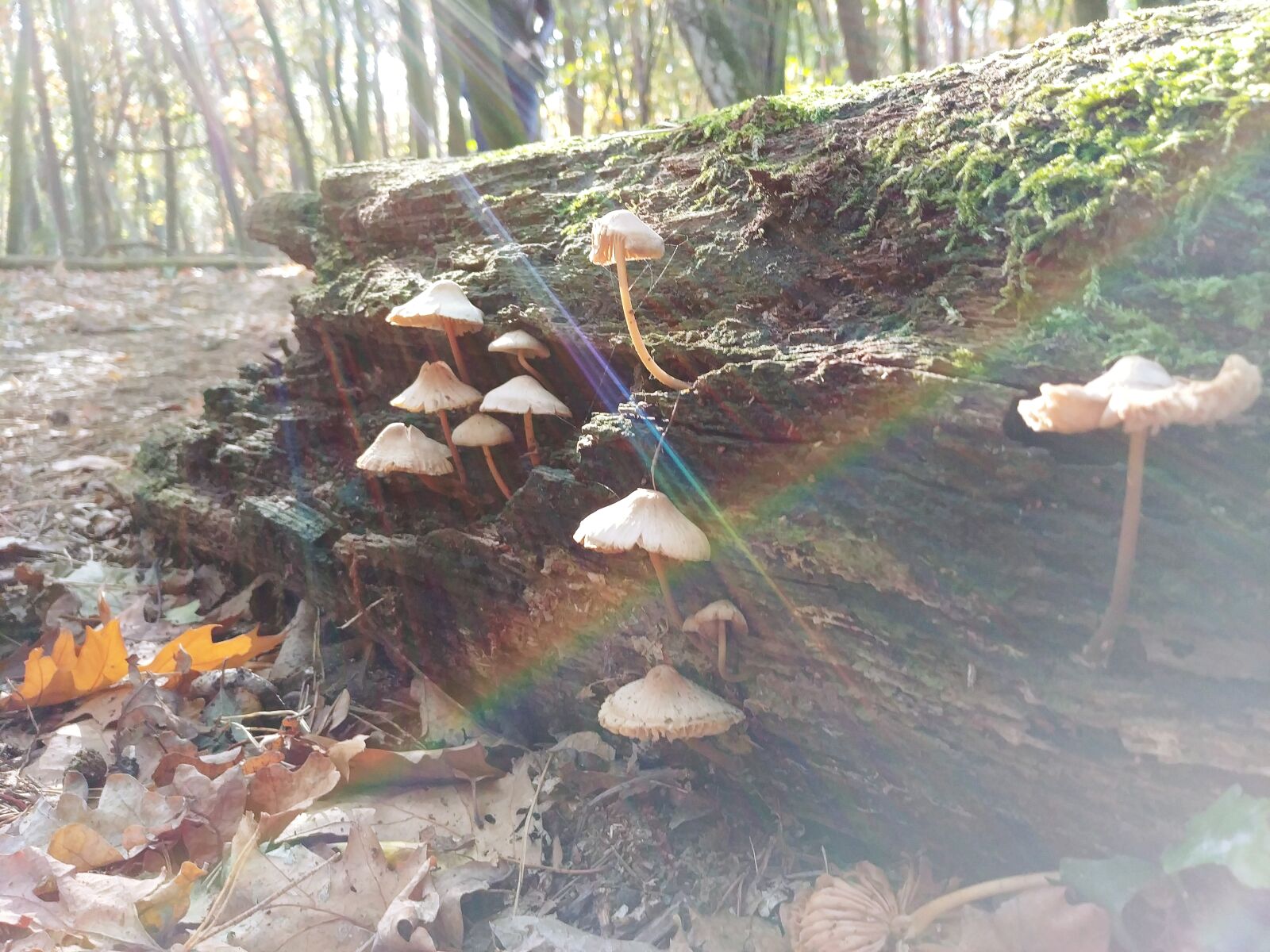 LG G6 sample photo. Atmosphere, autumn, colours, blurred photography