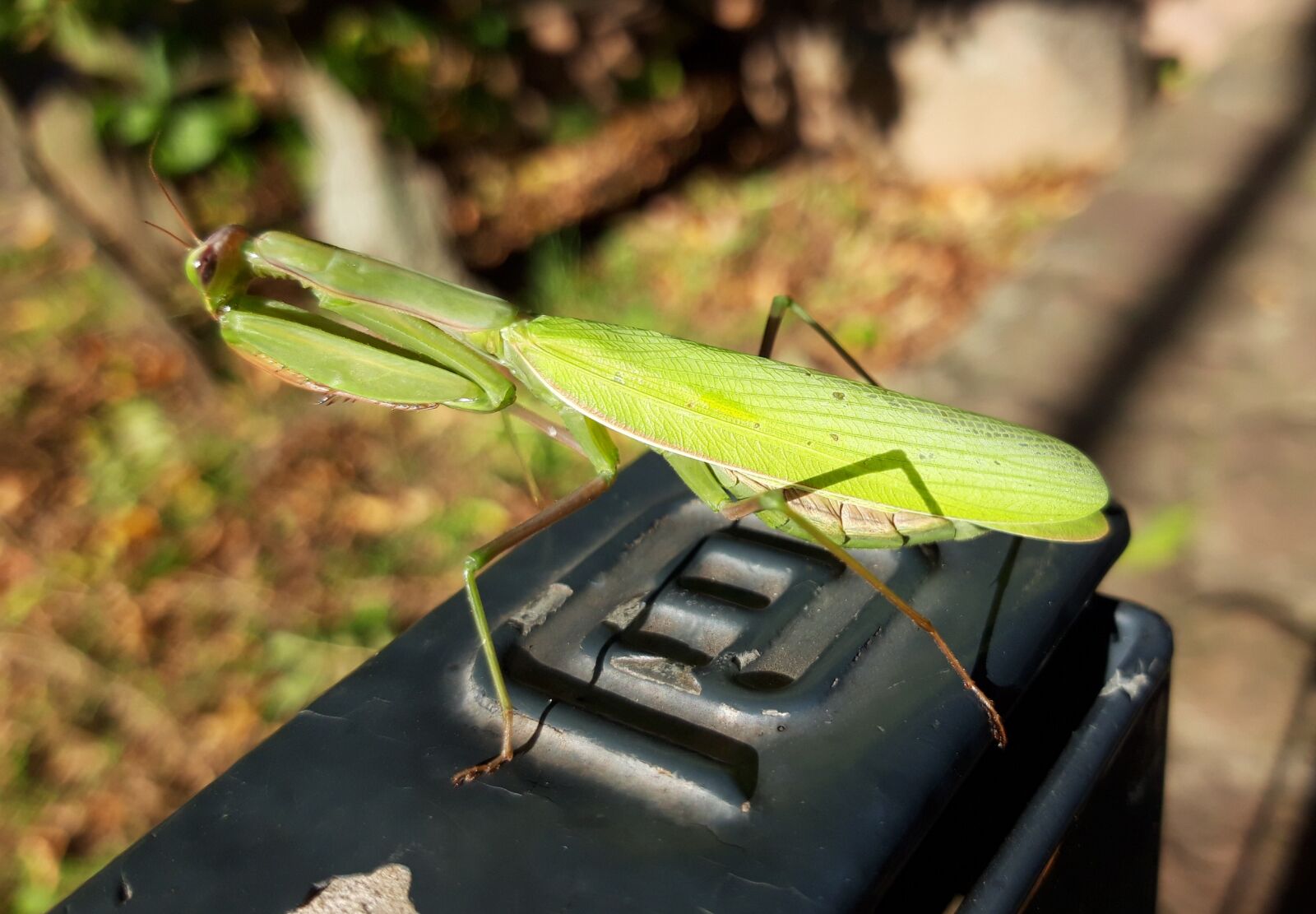 Samsung Galaxy A6 sample photo. Praying mantis, nature, insect photography