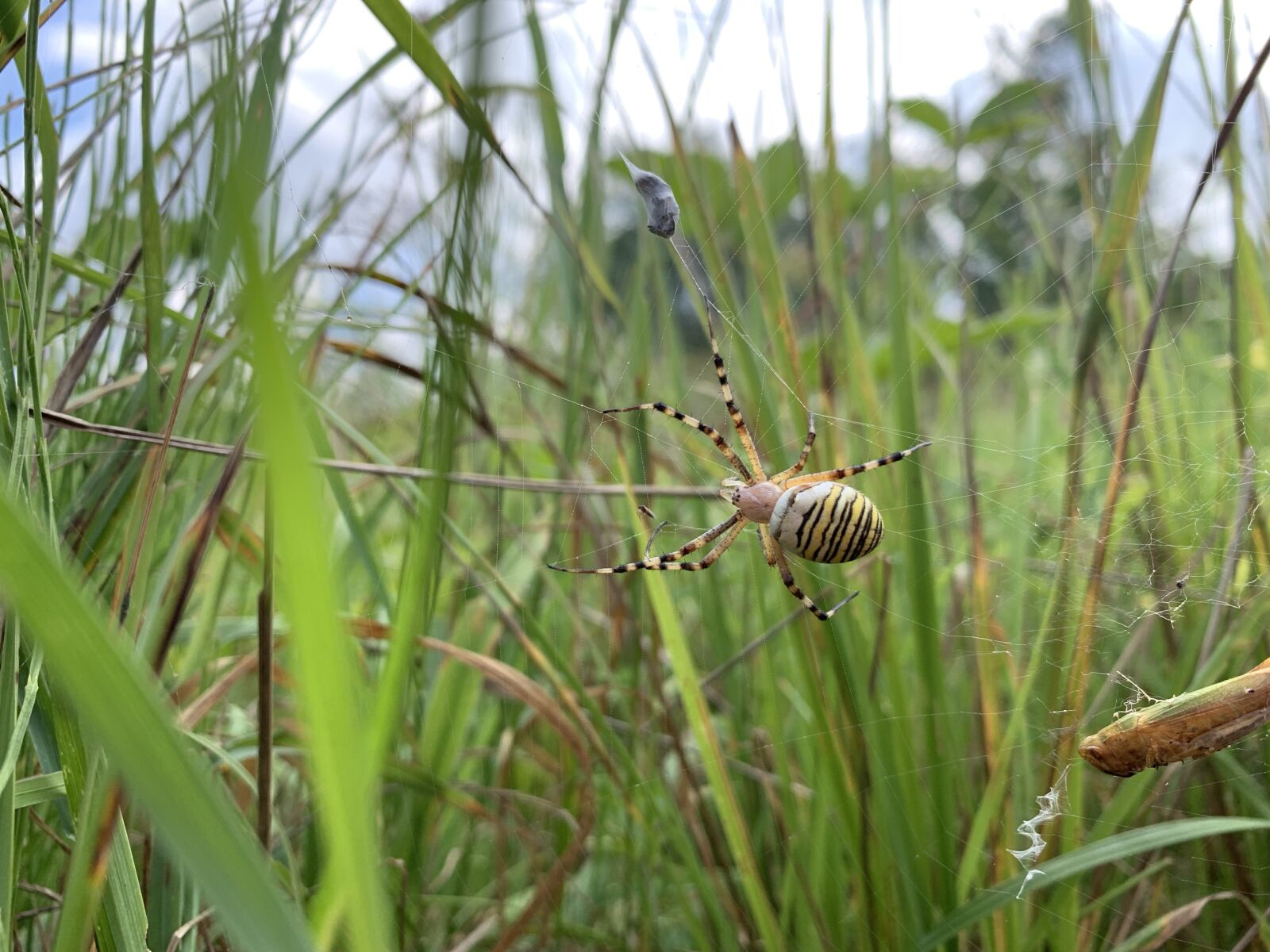 Apple iPhone XR sample photo. Wasp spider, meadow, spider photography