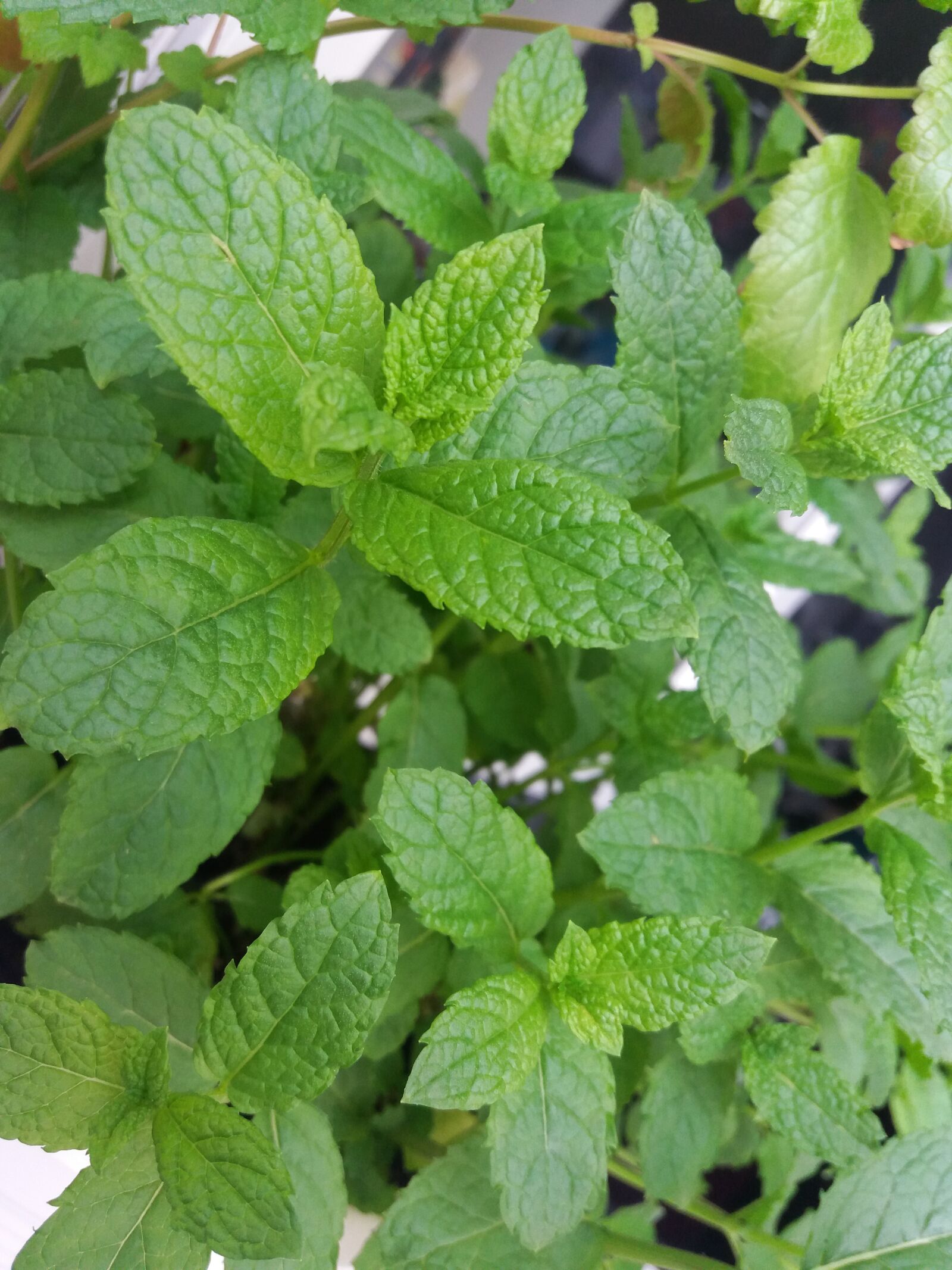 Samsung Galaxy J5 sample photo. Mint, green, flower photography