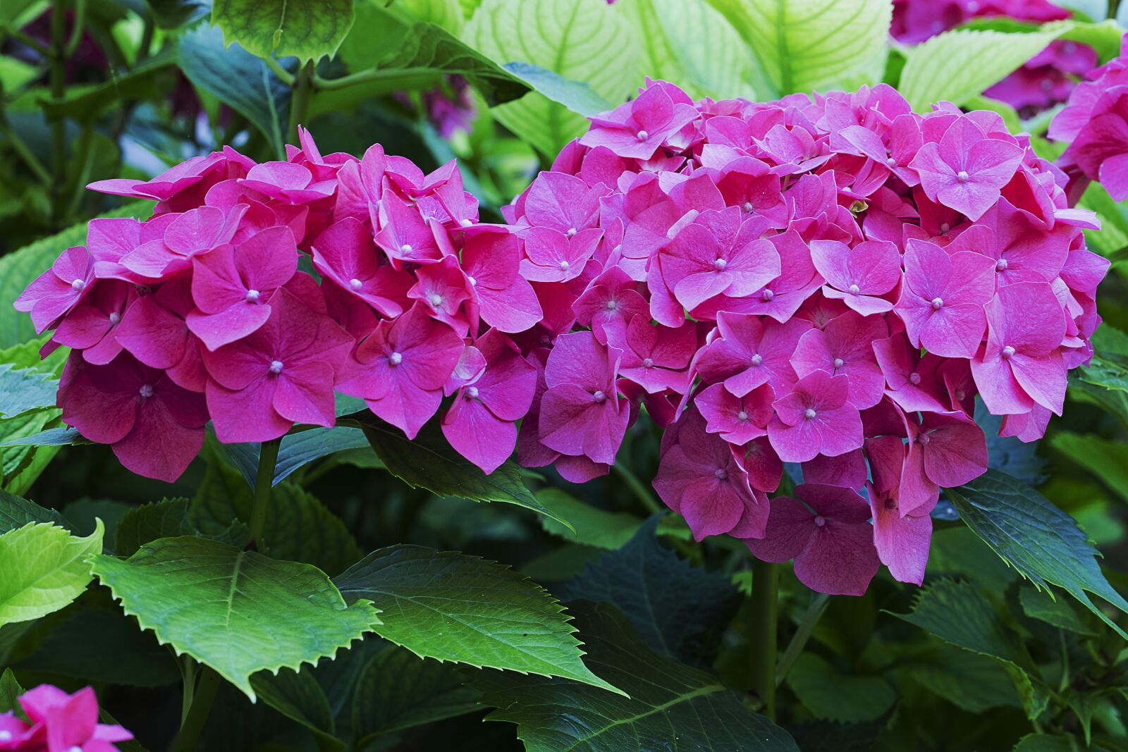 Canon EOS 6D Mark II sample photo. Flower, hydrangea, plant photography
