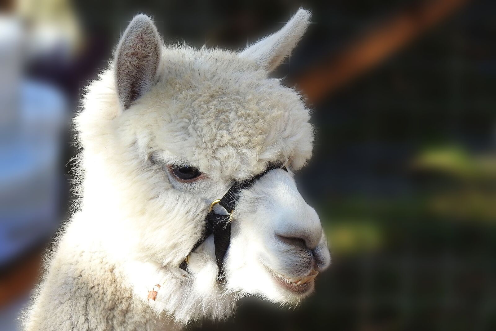 Nikon Coolpix P900 sample photo. Alpaca, pako, wool photography