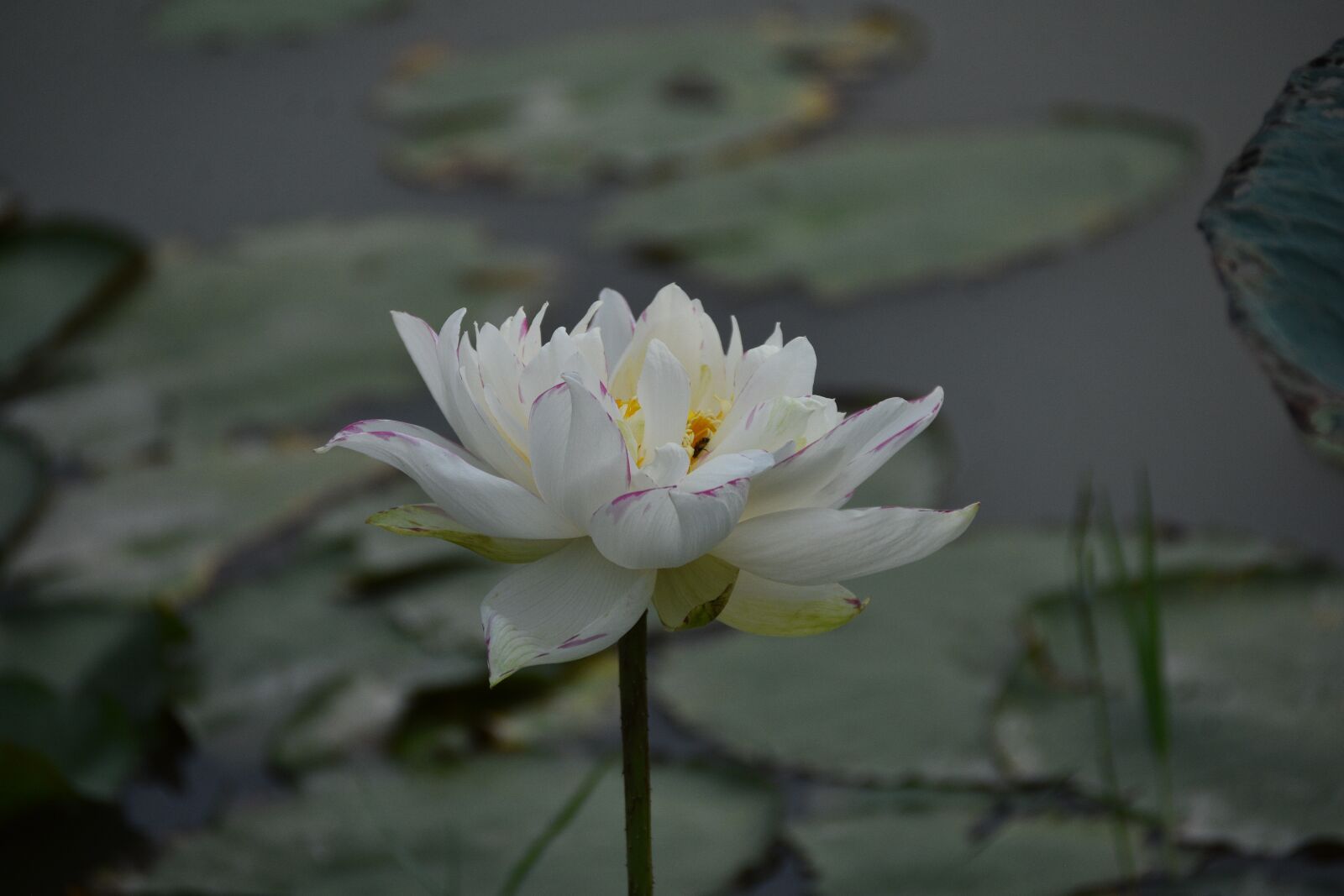 Nikon D7200 sample photo. Lotus, flower, lagoon photography
