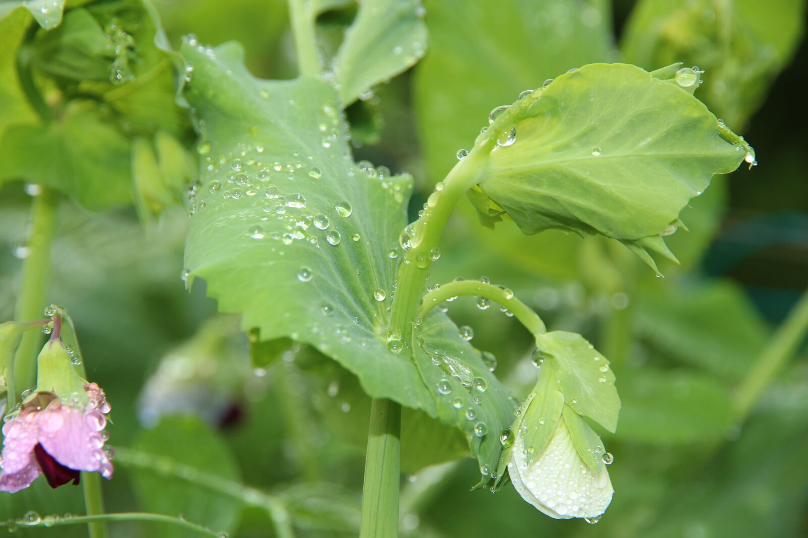 Canon EF-S 15-85mm F3.5-5.6 IS USM sample photo. Peas, plant, flowers photography