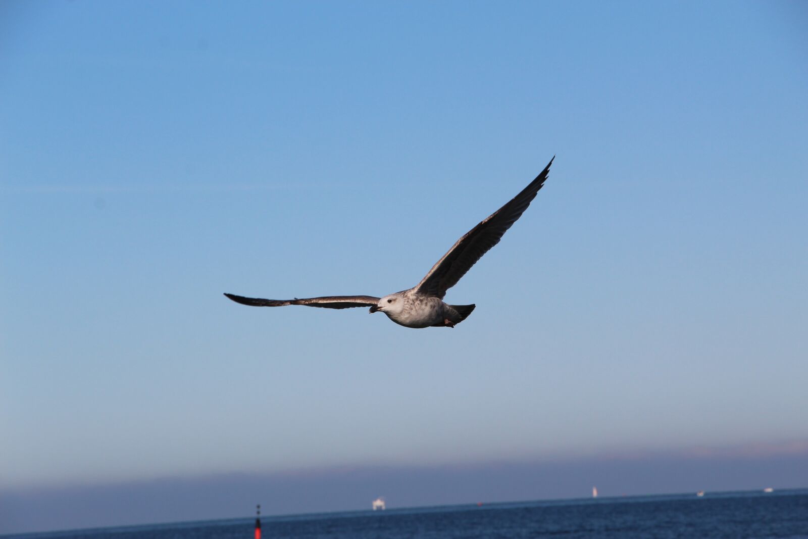 Canon EOS 1300D (EOS Rebel T6 / EOS Kiss X80) sample photo. Seagull, bird, water photography