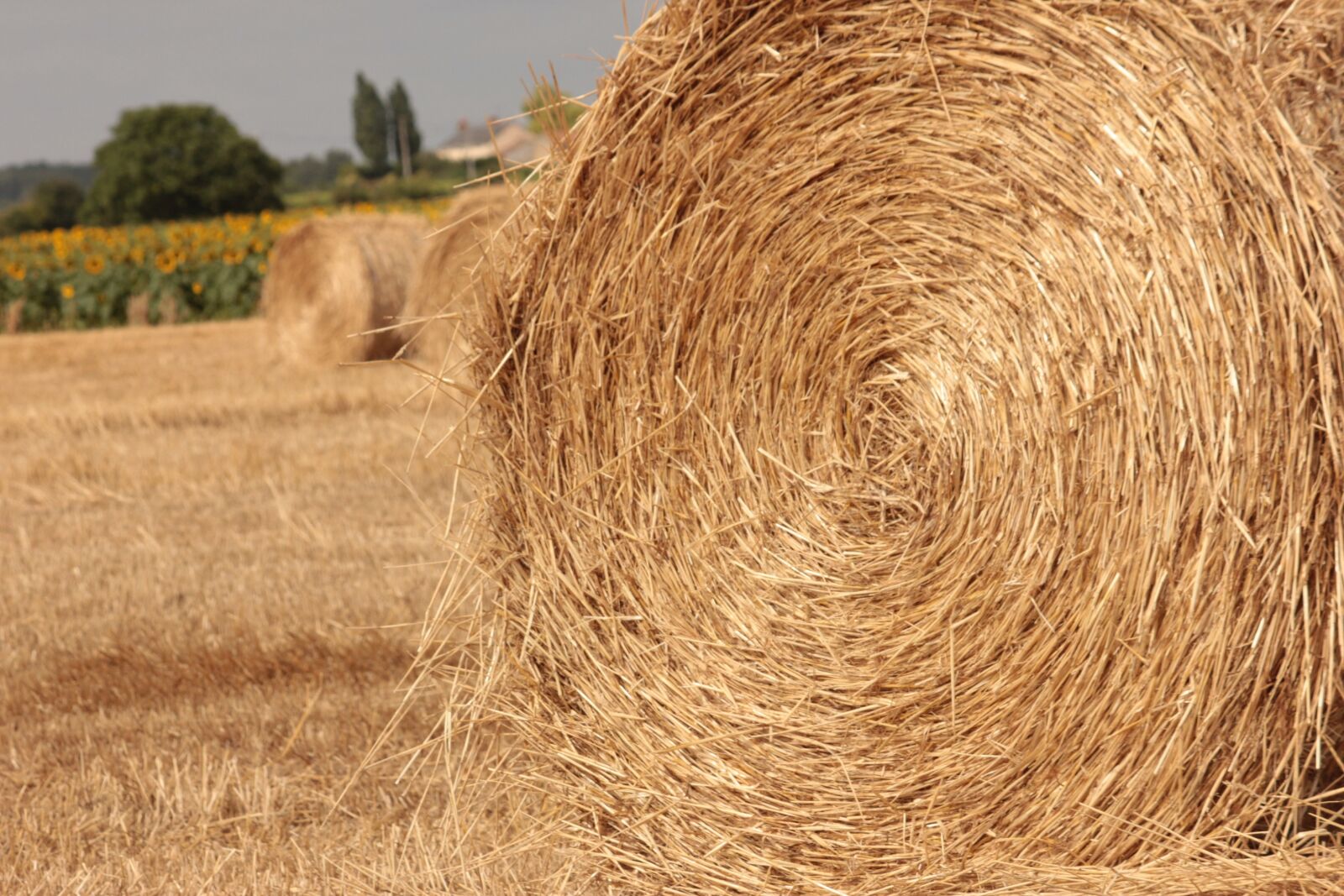 Canon EOS 550D (EOS Rebel T2i / EOS Kiss X4) sample photo. Straw, field, agriculture photography