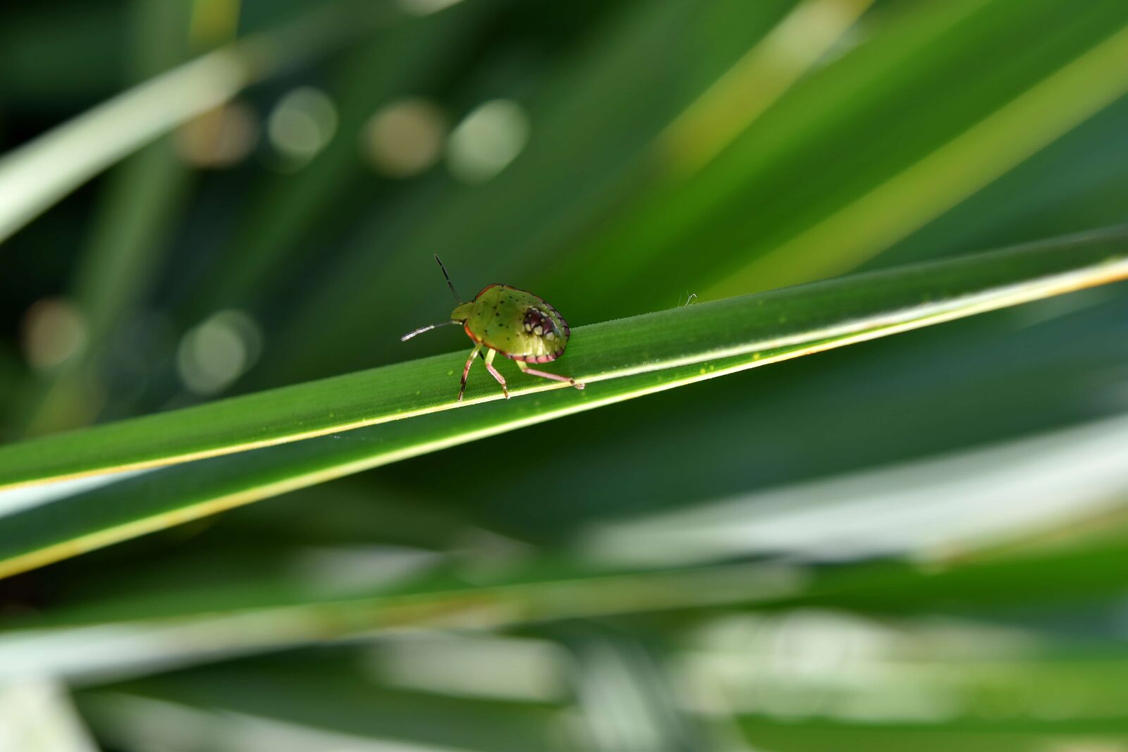 Nikon D5500 sample photo. Beetle, green, arthropod, nature photography