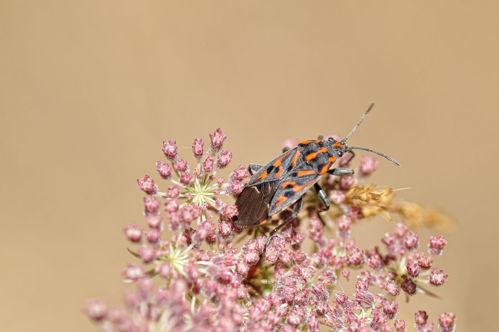 Nikon D5000 sample photo. Beetle, bloom, blossom photography
