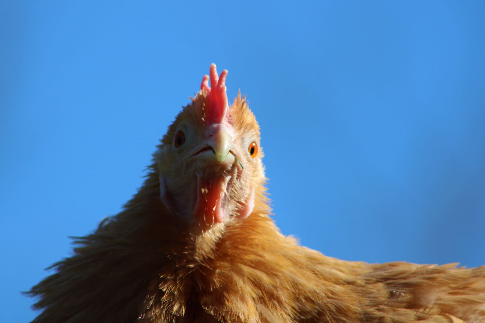 Canon EOS 2000D (EOS Rebel T7 / EOS Kiss X90 / EOS 1500D) sample photo. Chicken, hen, poultry photography