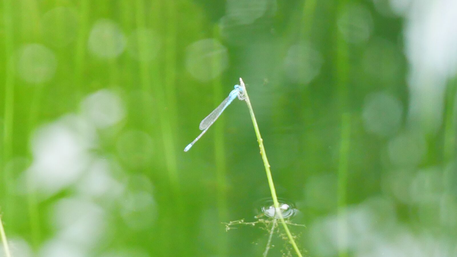 Panasonic Lumix DMC-GX85 (Lumix DMC-GX80 / Lumix DMC-GX7 Mark II) sample photo. Dragonfly, dragonfly small, blue photography
