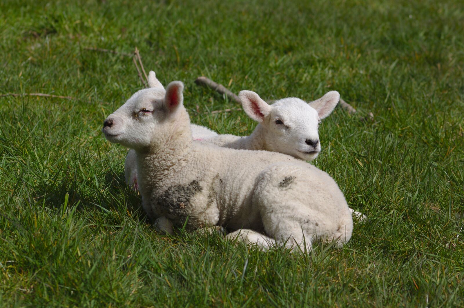 Canon EOS 50D sample photo. Lambs, sheep, farm photography