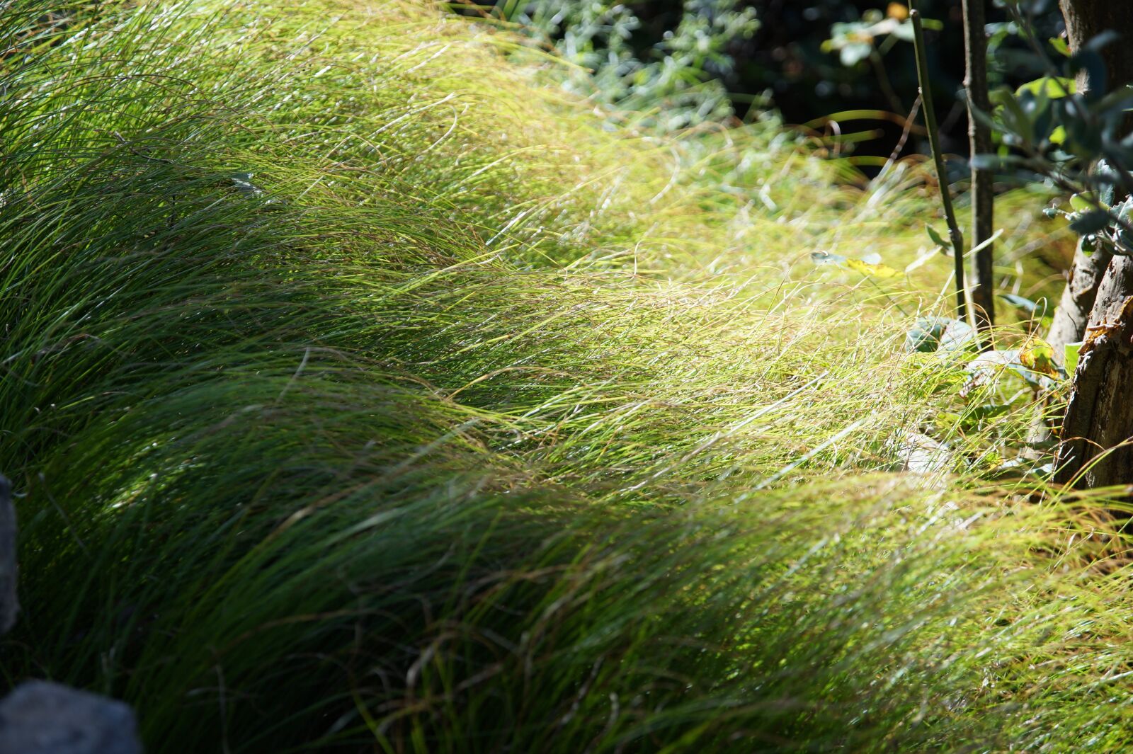 Sony SLT-A58 sample photo. Grass, green, soft photography