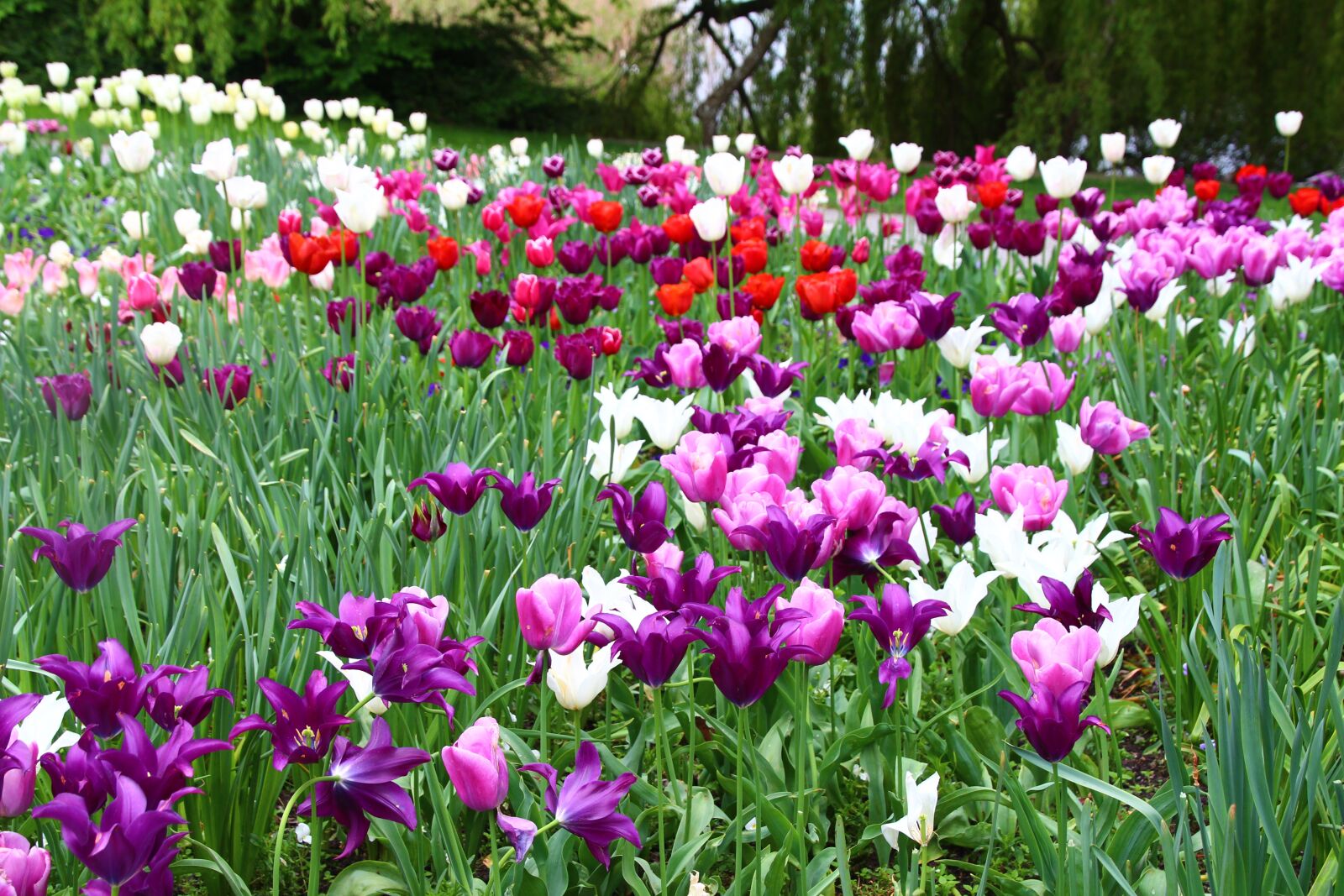 Canon EOS 700D (EOS Rebel T5i / EOS Kiss X7i) sample photo. Tulips, flower meadow, spring photography
