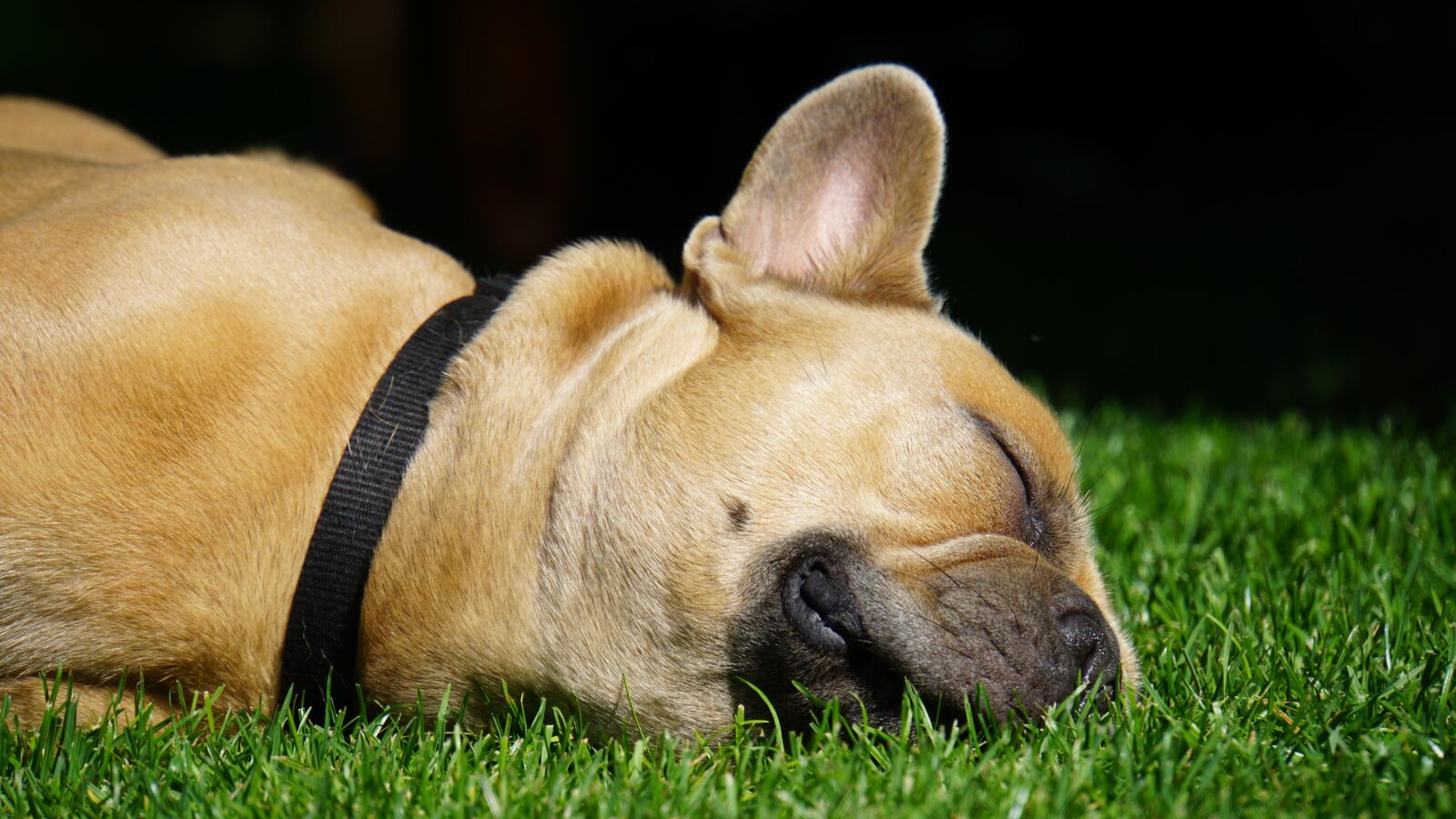 Sony E 18-200mm F3.5-6.3 OSS LE sample photo. French bulldog, dog, sleeping photography