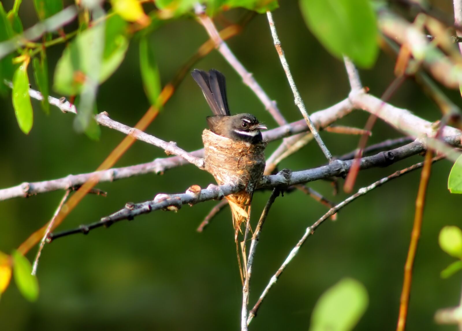Tokina SD 400mm f/5.6 sample photo. Malaysian pied fantail nest photography