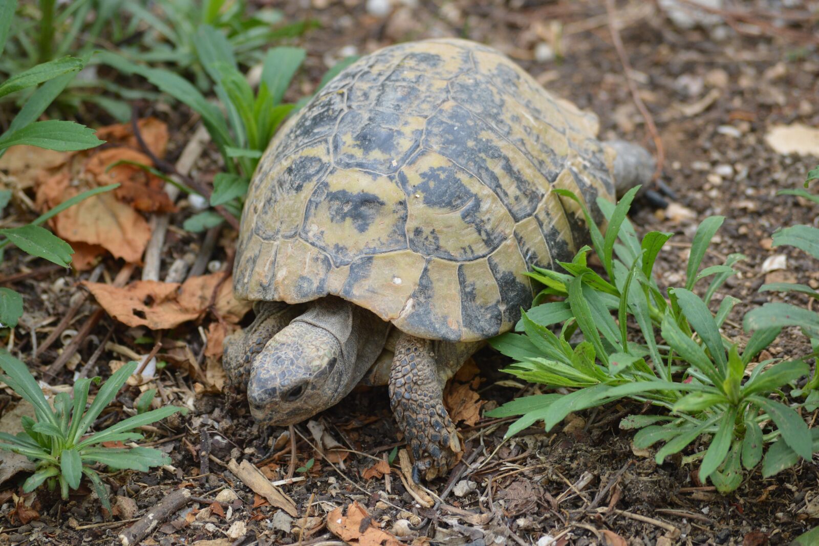 Nikon D3200 sample photo. Nature, animal, turtle photography