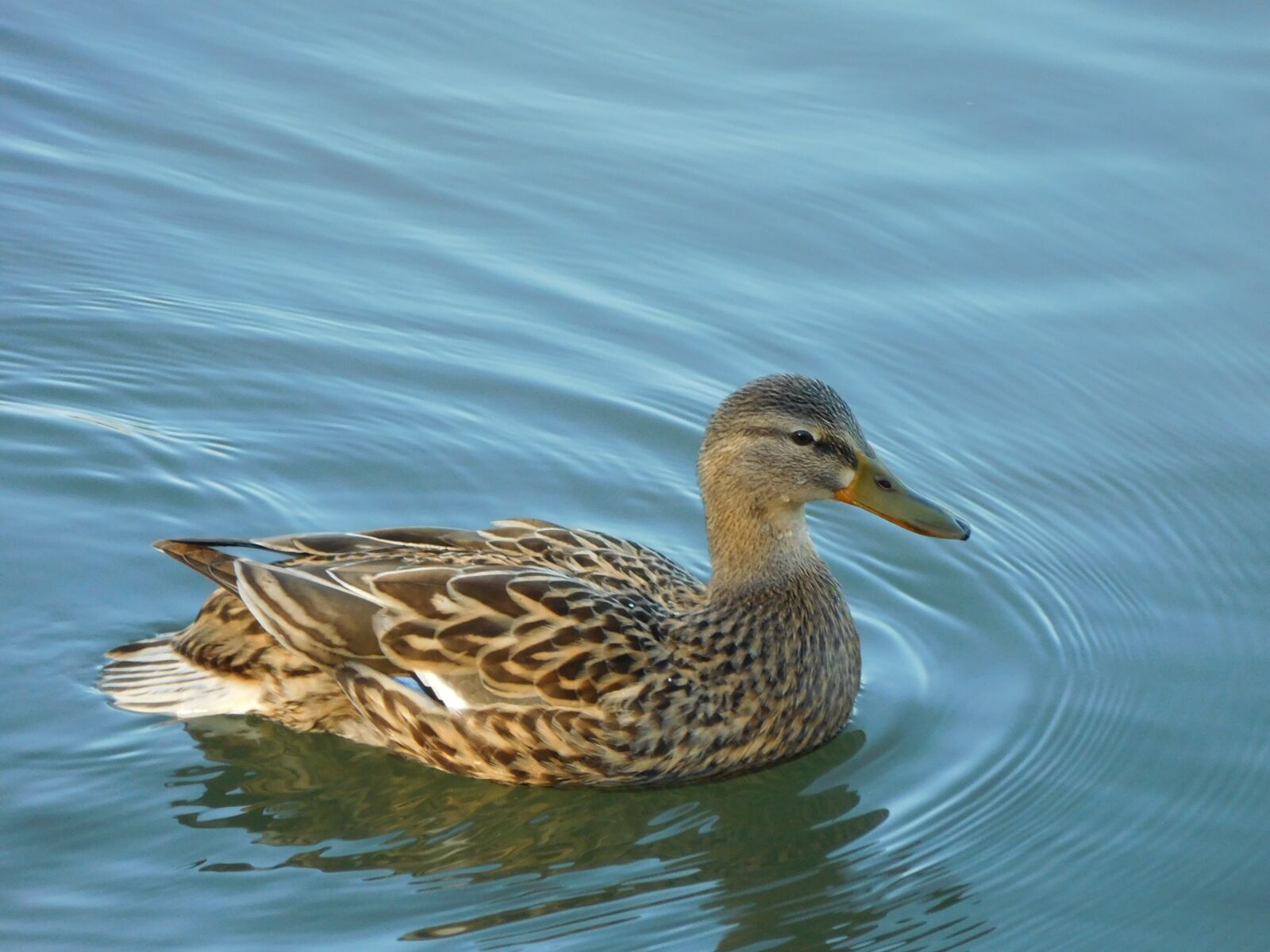 Nikon Coolpix S7000 sample photo. Animal, bird, duck photography