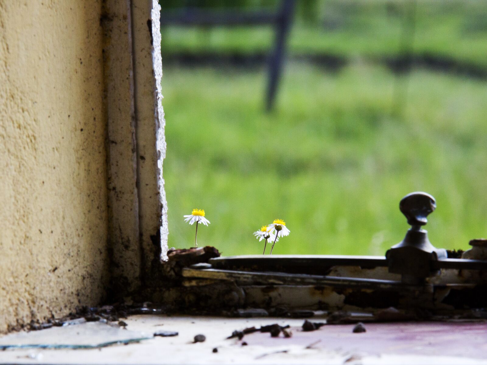 Canon EOS 50D sample photo. Fragile, flower, sill photography
