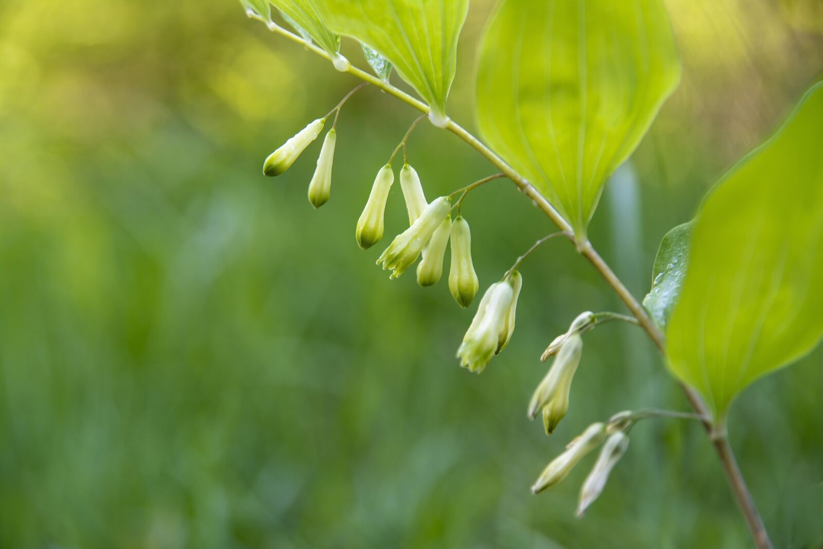 Nikon D5200 sample photo. Polygonatum multiflora, blossom, bloom photography