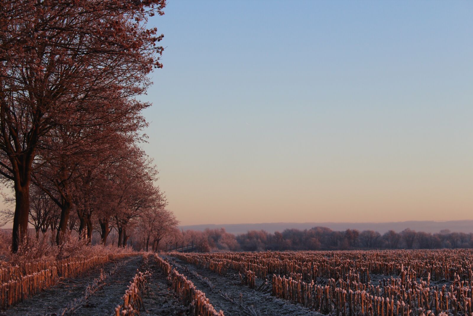 Canon EOS 1200D (EOS Rebel T5 / EOS Kiss X70 / EOS Hi) sample photo. Sunrise, winter, tree photography