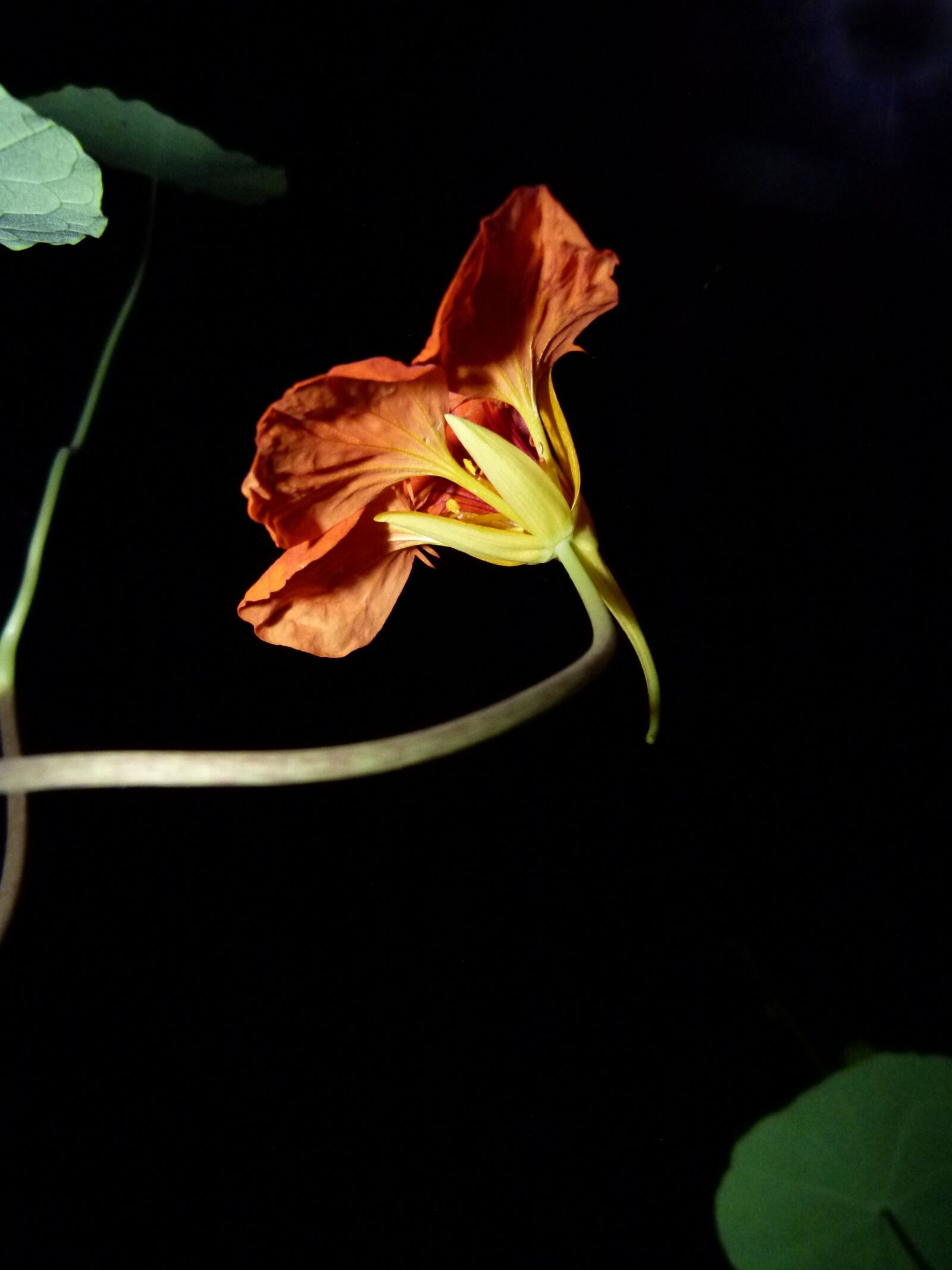 Panasonic Lumix DMC-FZ100 sample photo. Flower, nasturtium, red photography