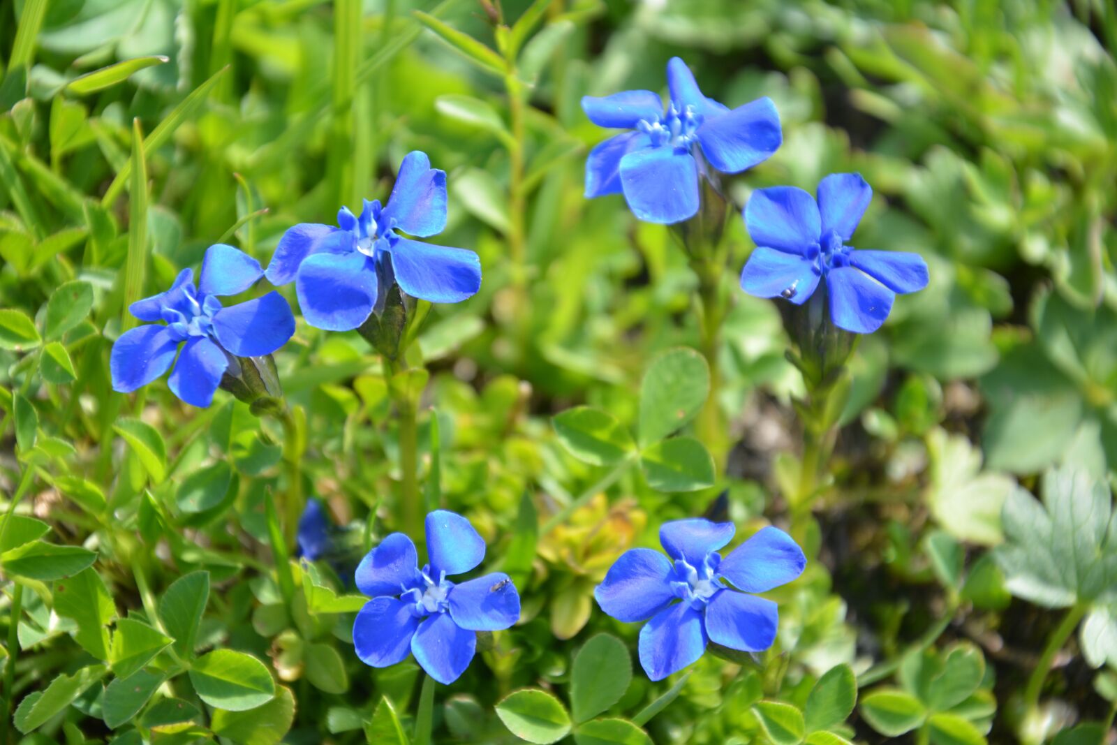 Nikon D5200 sample photo. Flora, alpine, nature photography
