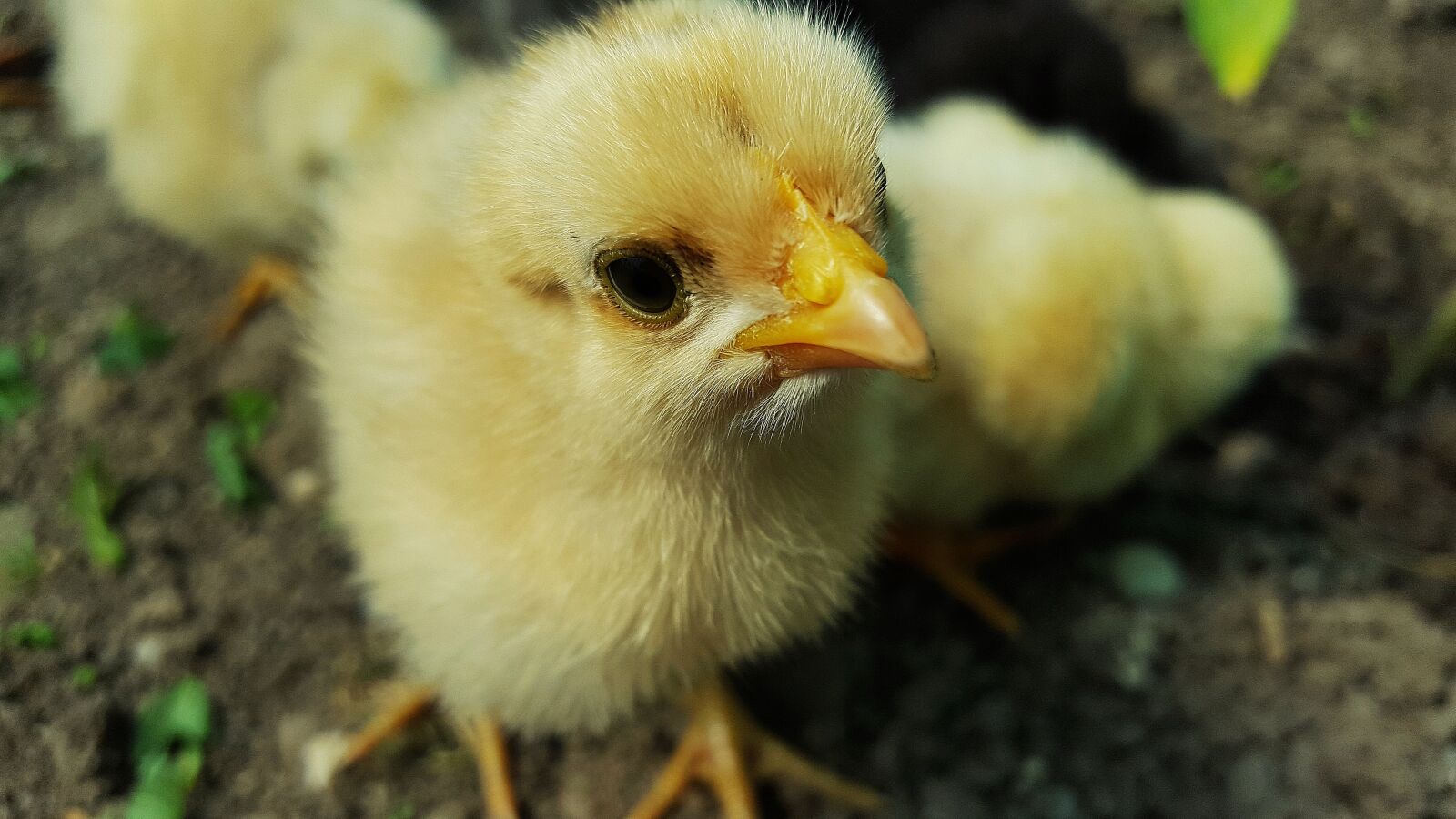 Samsung Galaxy S6 sample photo. Chicken, baby chick, yellow photography