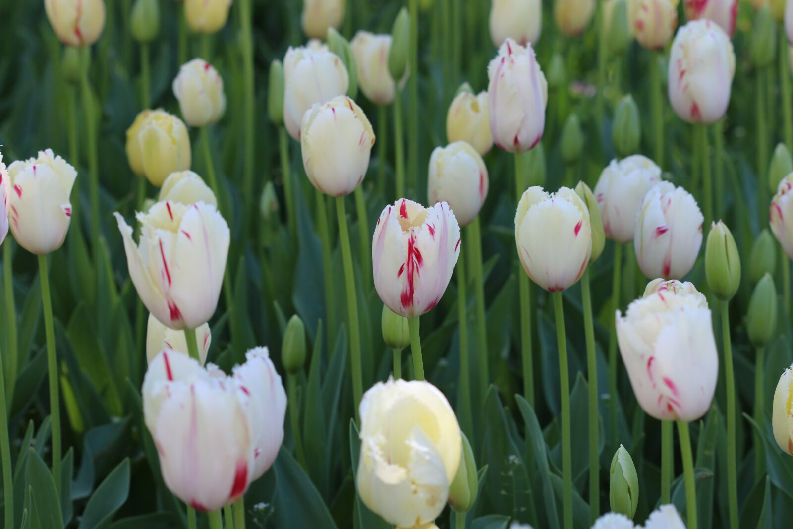 Canon EOS 70D + Canon EF 100mm F2.8 Macro USM sample photo. Tulips, white, pink photography