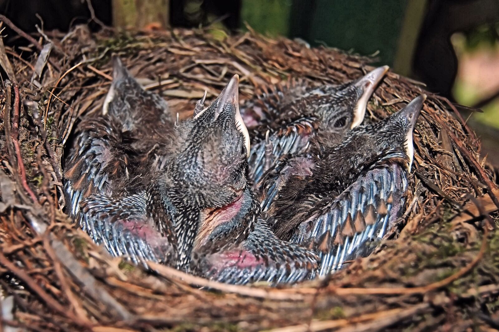 Nikon D3000 sample photo. Blackbird, blackbird nest, blackbird photography