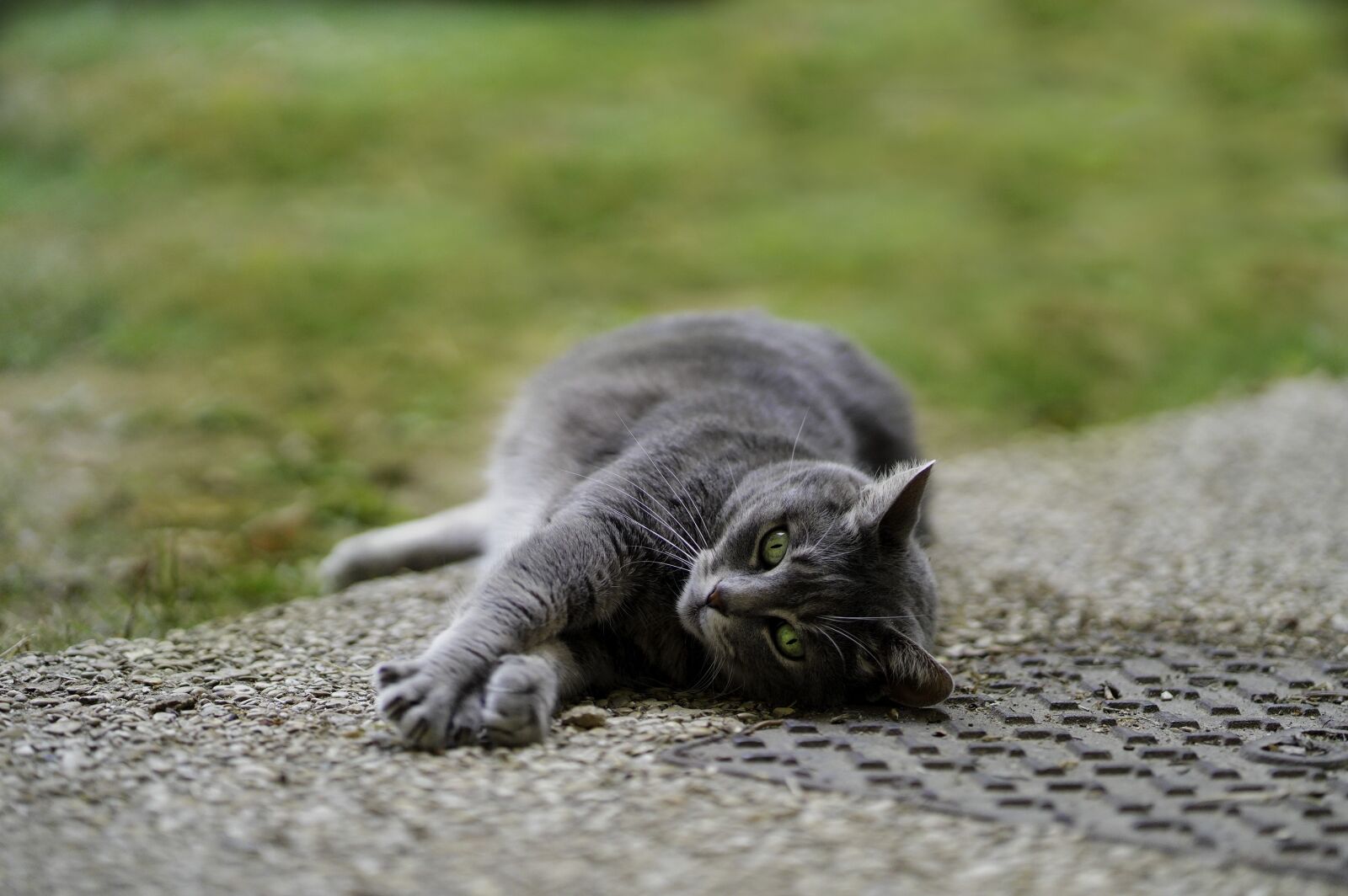 Sony a7 III + Sony FE 85mm F1.8 sample photo. Lazy cat, pets, portrait photography