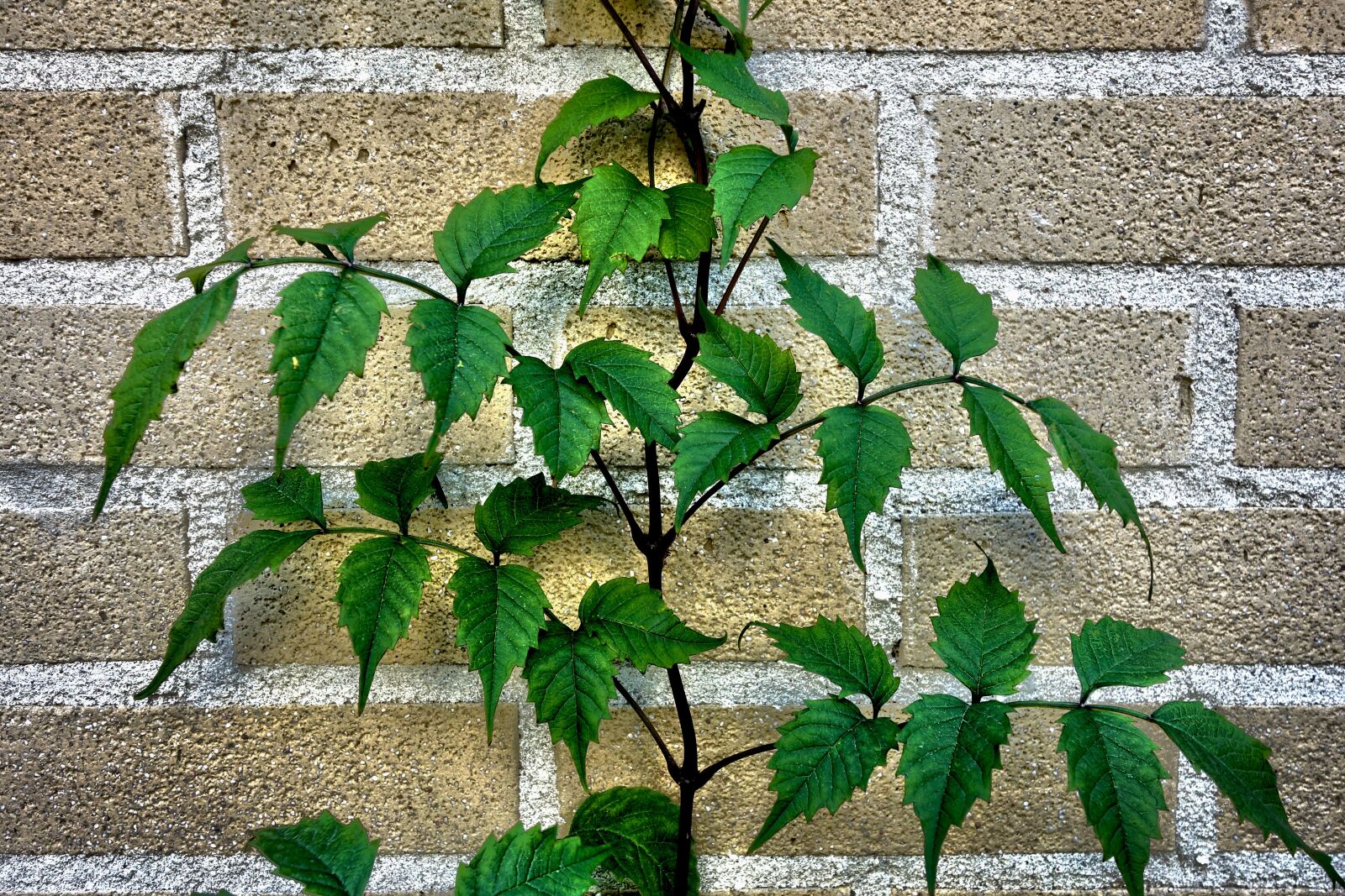 Sony Cyber-shot DSC-RX100 sample photo. Plant, leaf, leaves photography