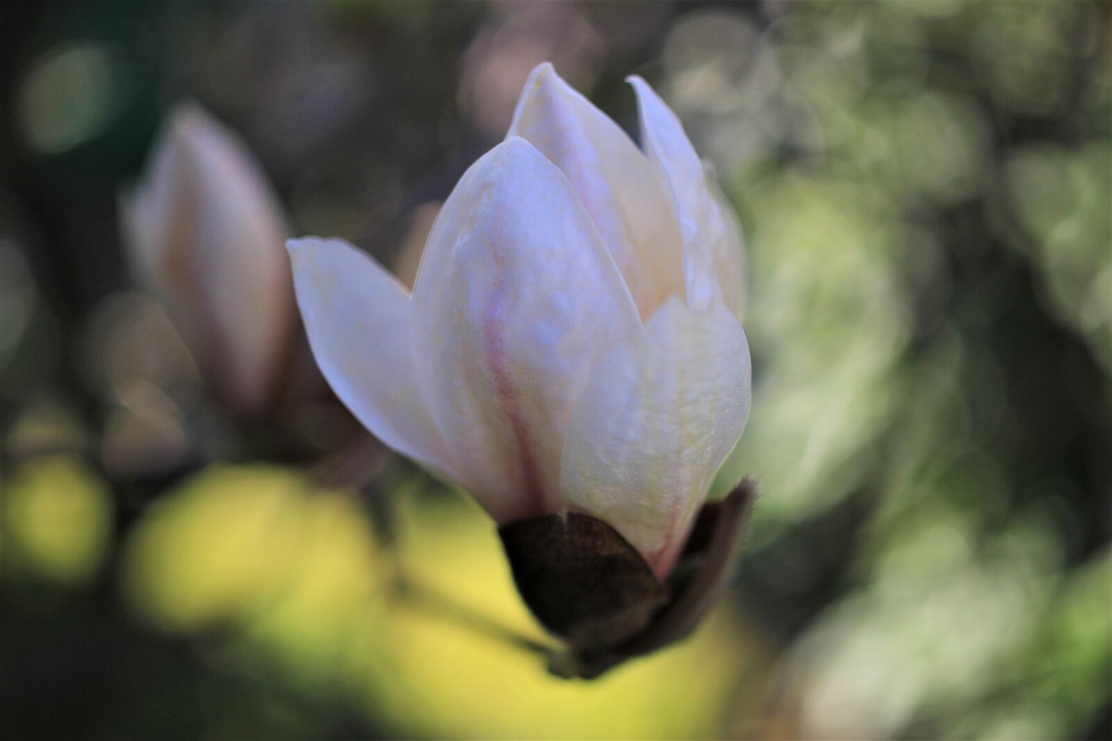 Canon EOS 7D sample photo. Blossom, bloom, white photography