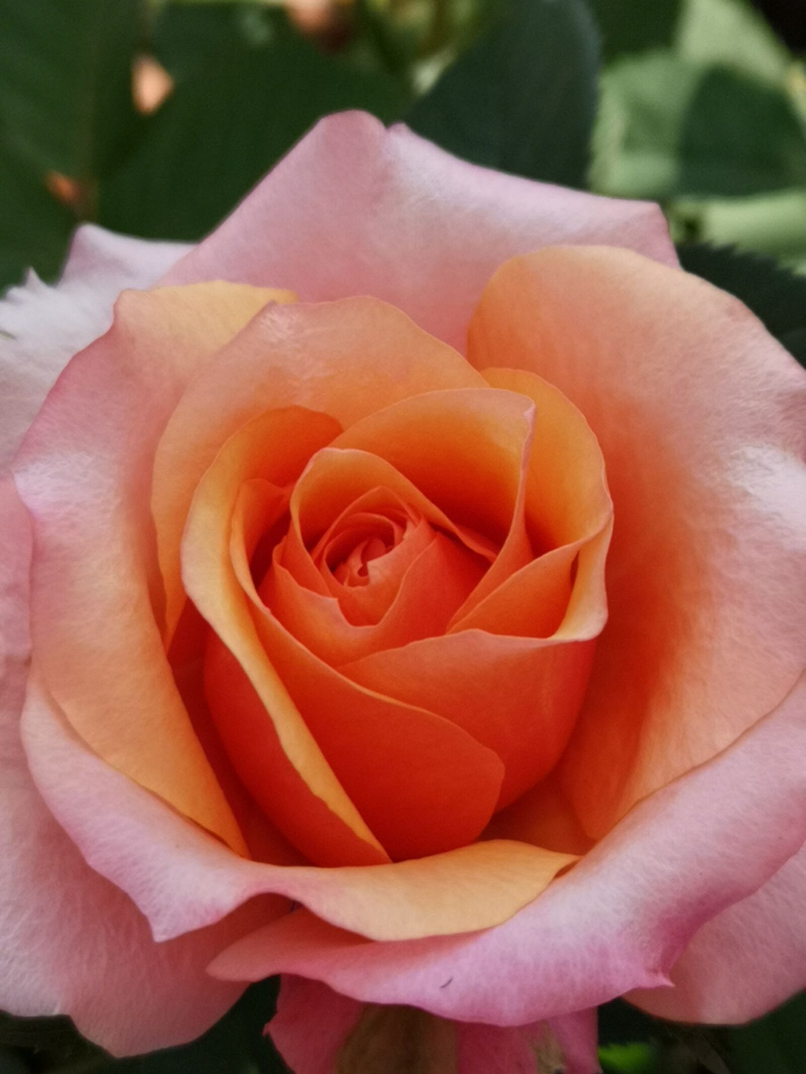 HUAWEI CLT-L09 sample photo. Romantic, rose, harmony photography