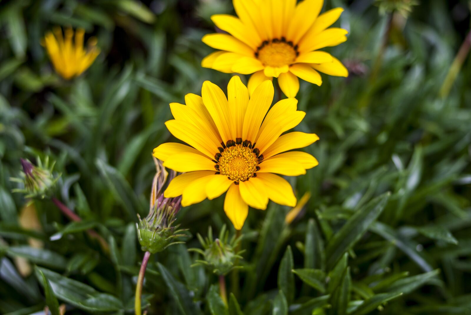 Nikon D60 sample photo. Nature, plant, flower photography