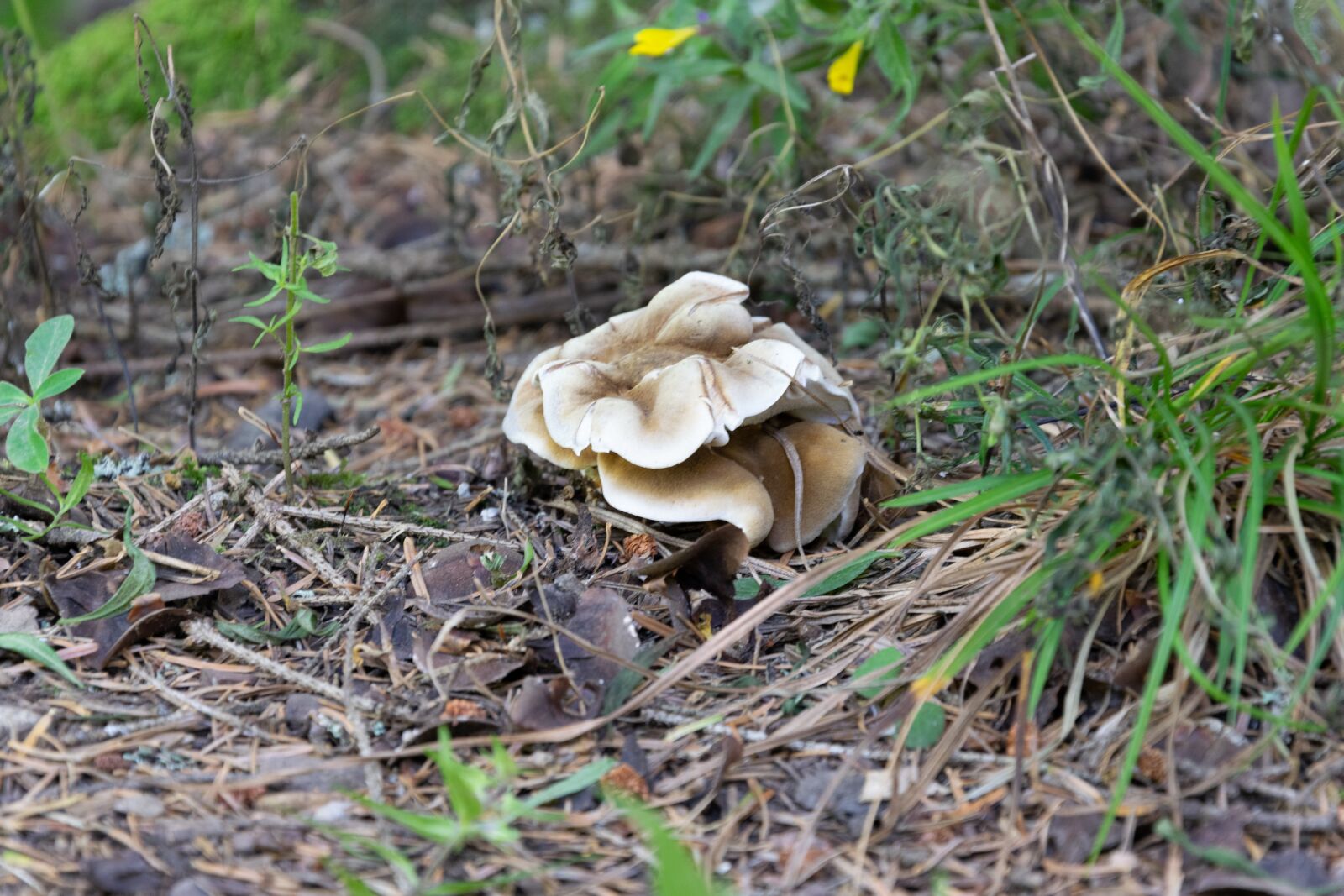 Nikon D3300 sample photo. Mushroom, forest, autumn photography