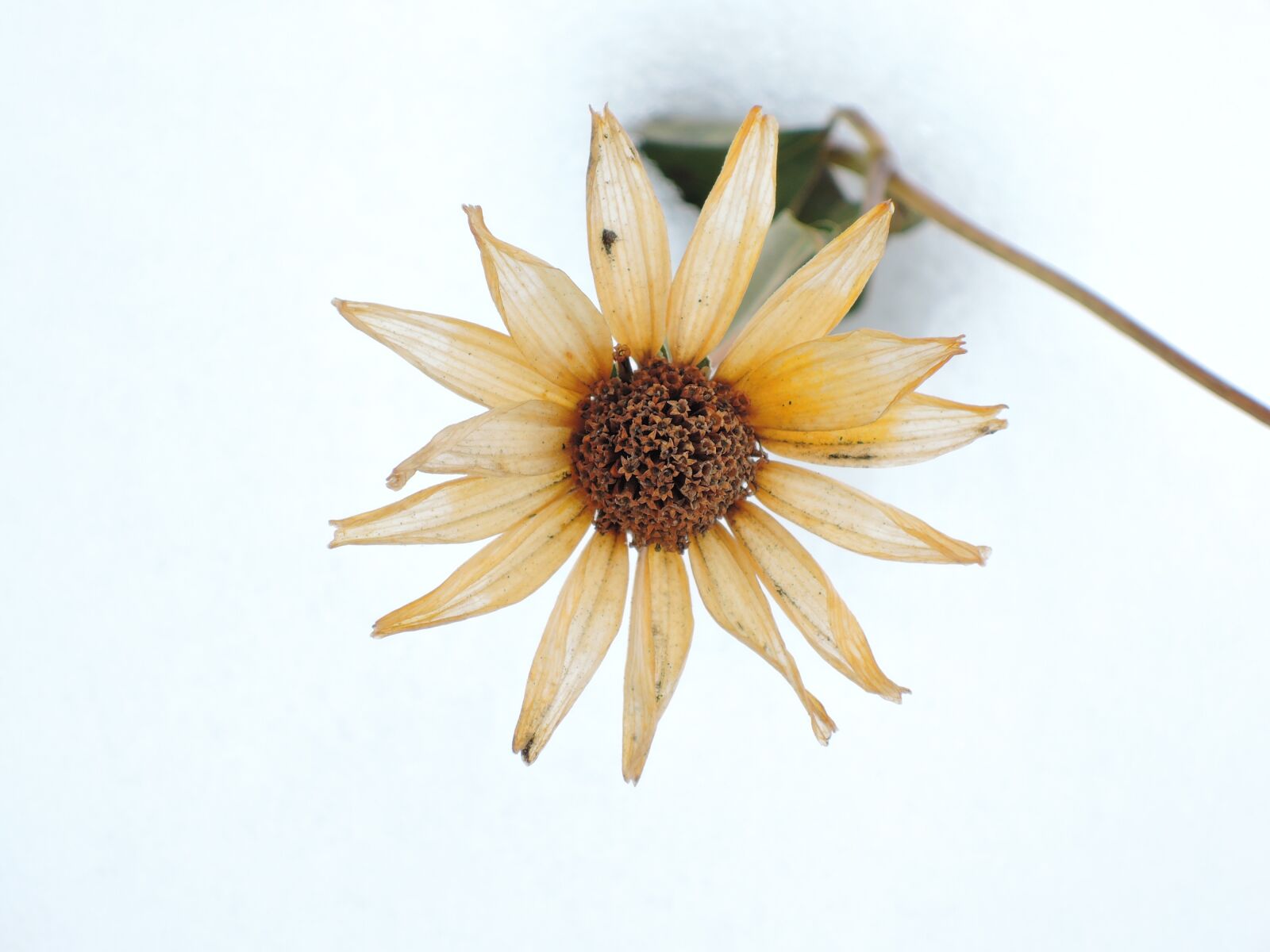 Nikon Coolpix P340 sample photo. Winter, snow, flower photography