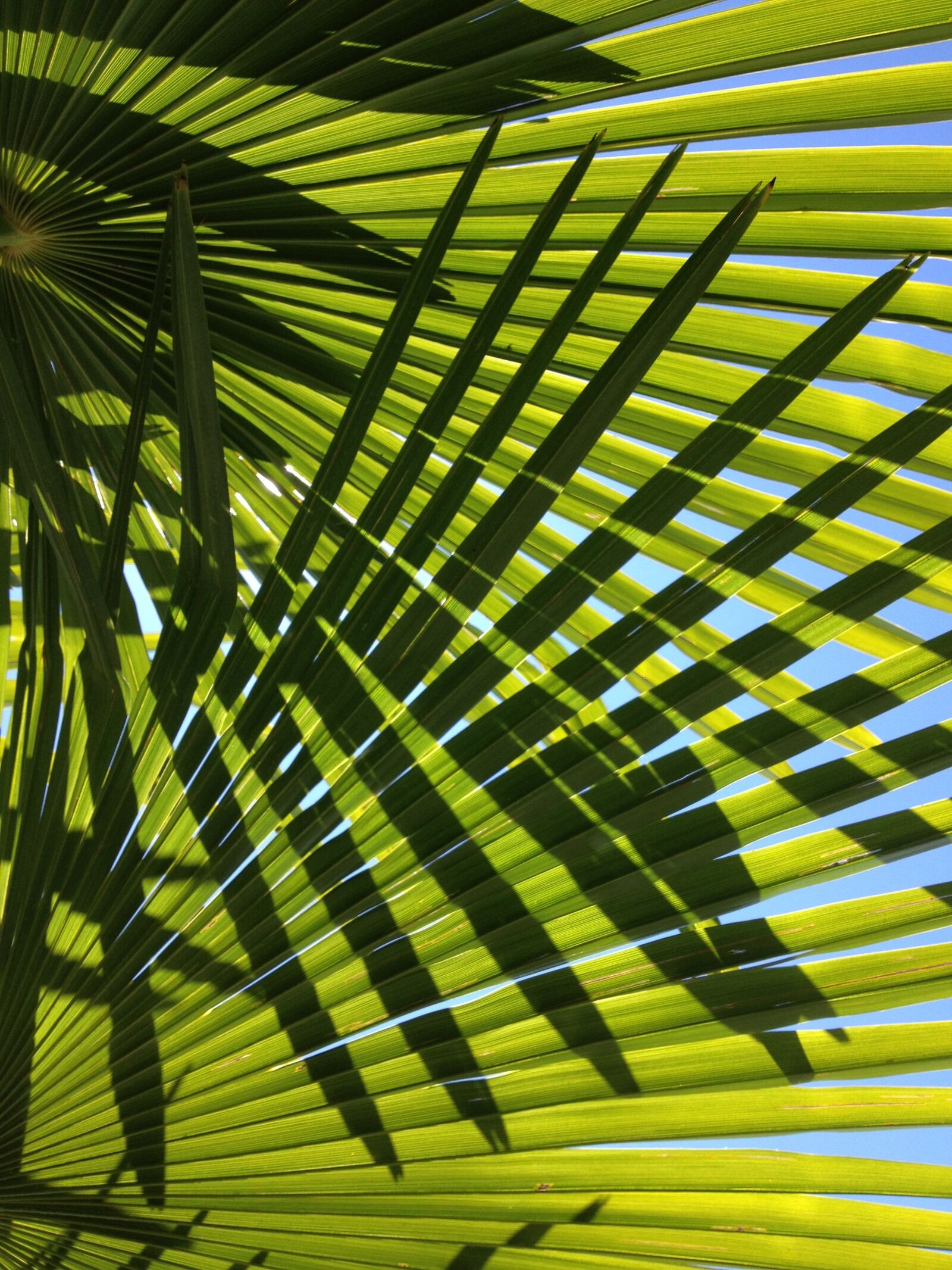 Apple iPhone 4S sample photo. Palm, leaves, green photography