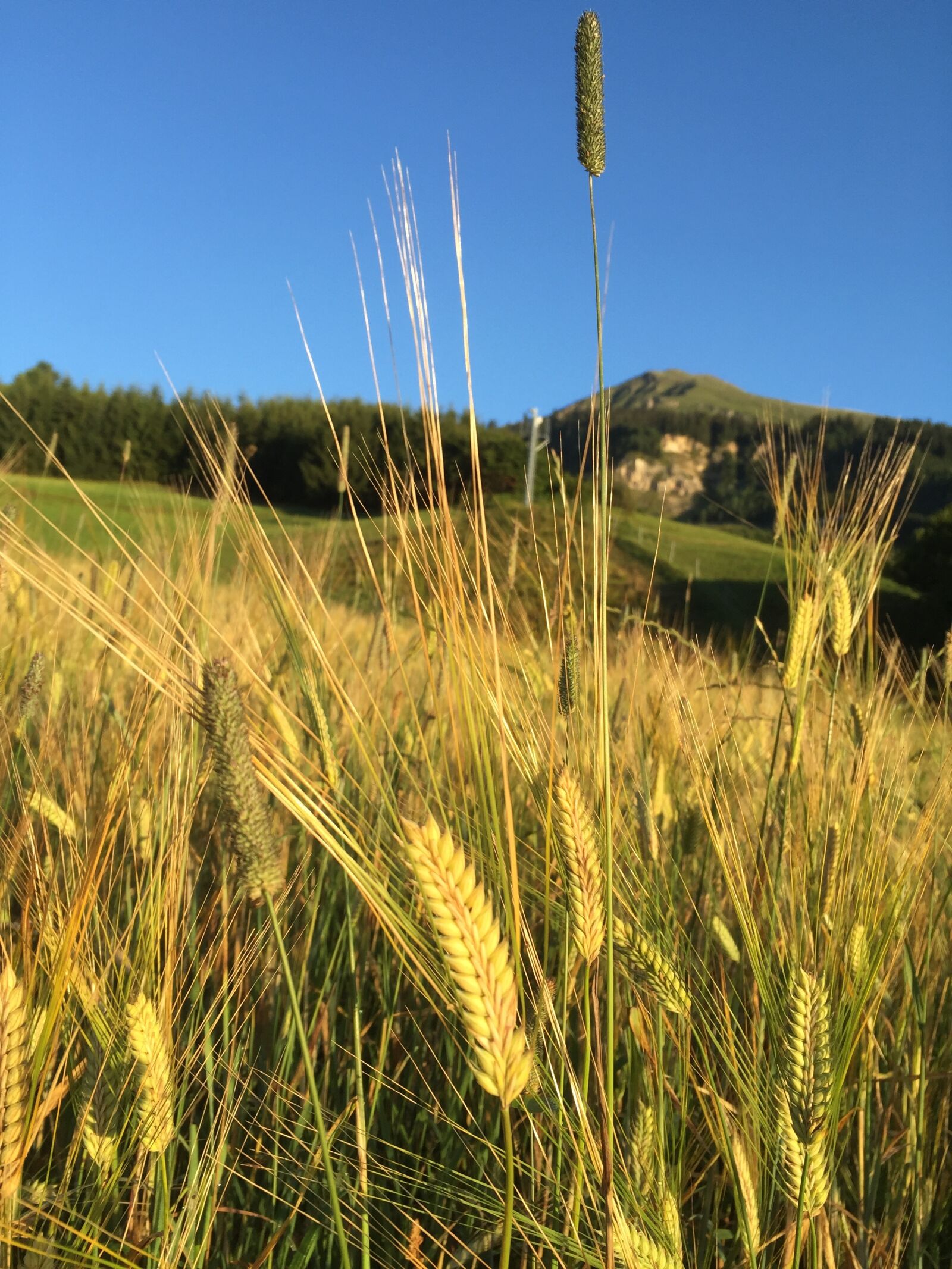 Apple iPhone 6 sample photo. Barley, fiss, tyrol photography