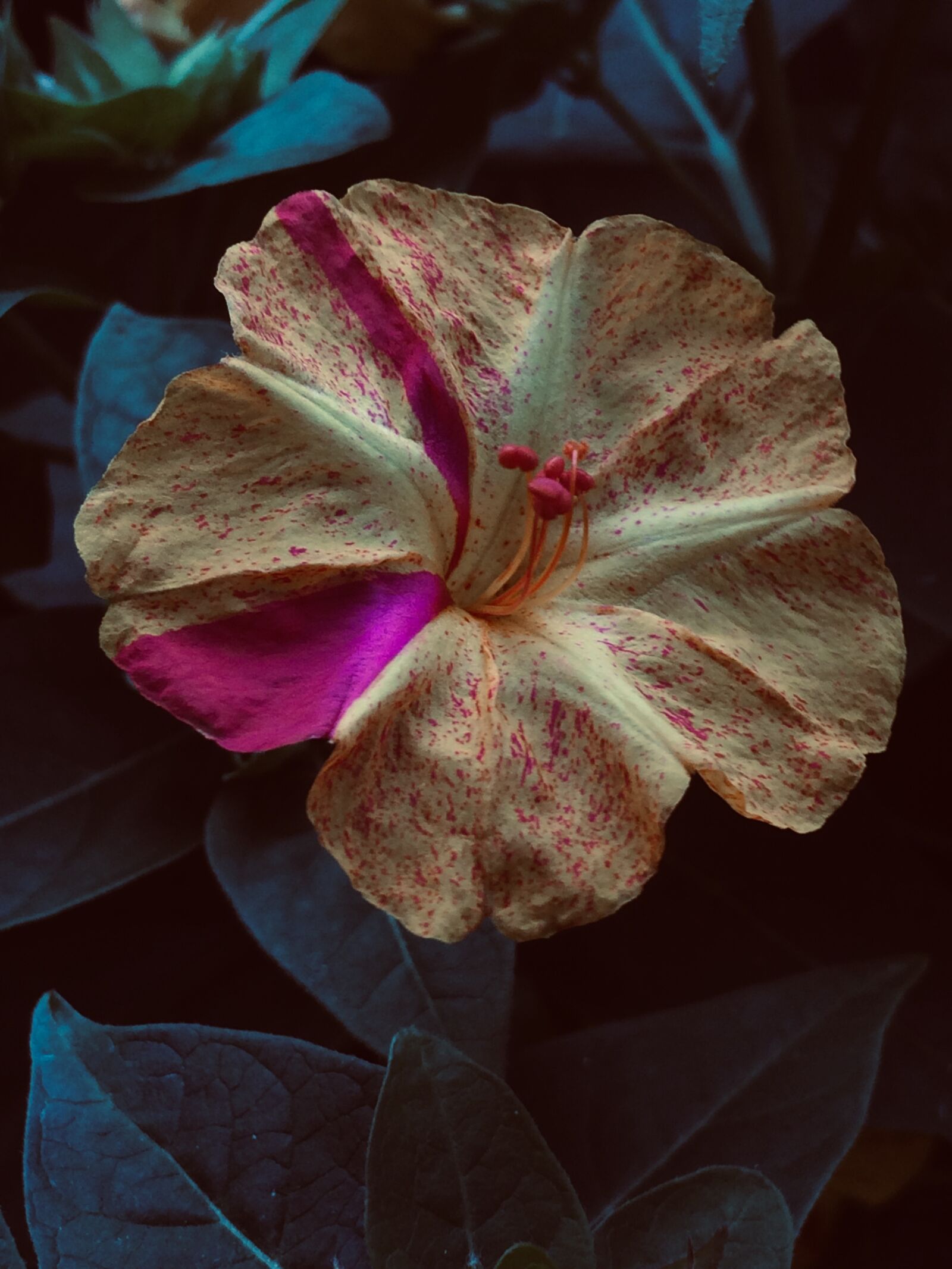 iPhone 5s back camera 4.15mm f/2.2 sample photo. Flower, blossom, petals photography
