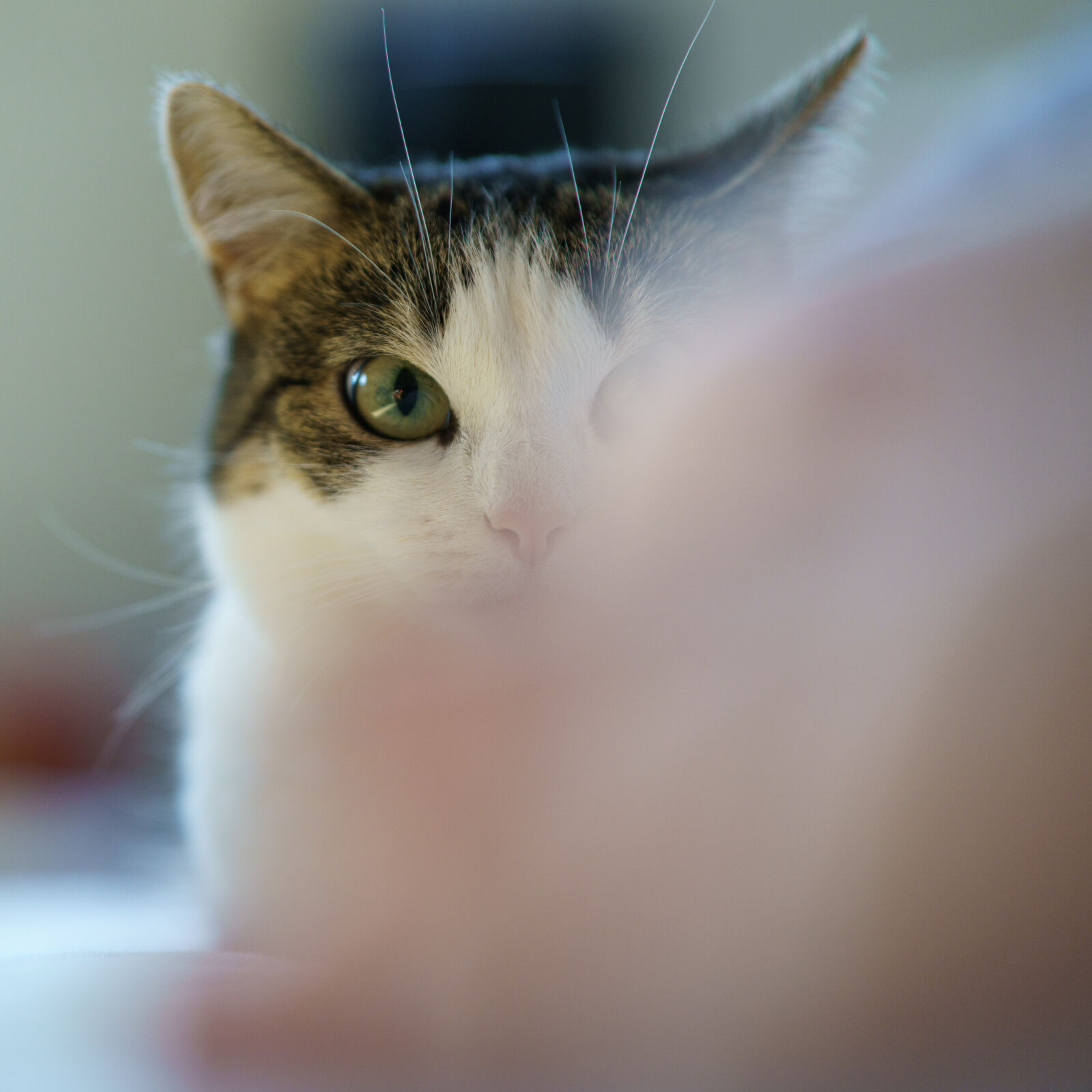 Sony a7R IV + Samyang AF 85mm F1.4 II sample photo. Cat stare photography