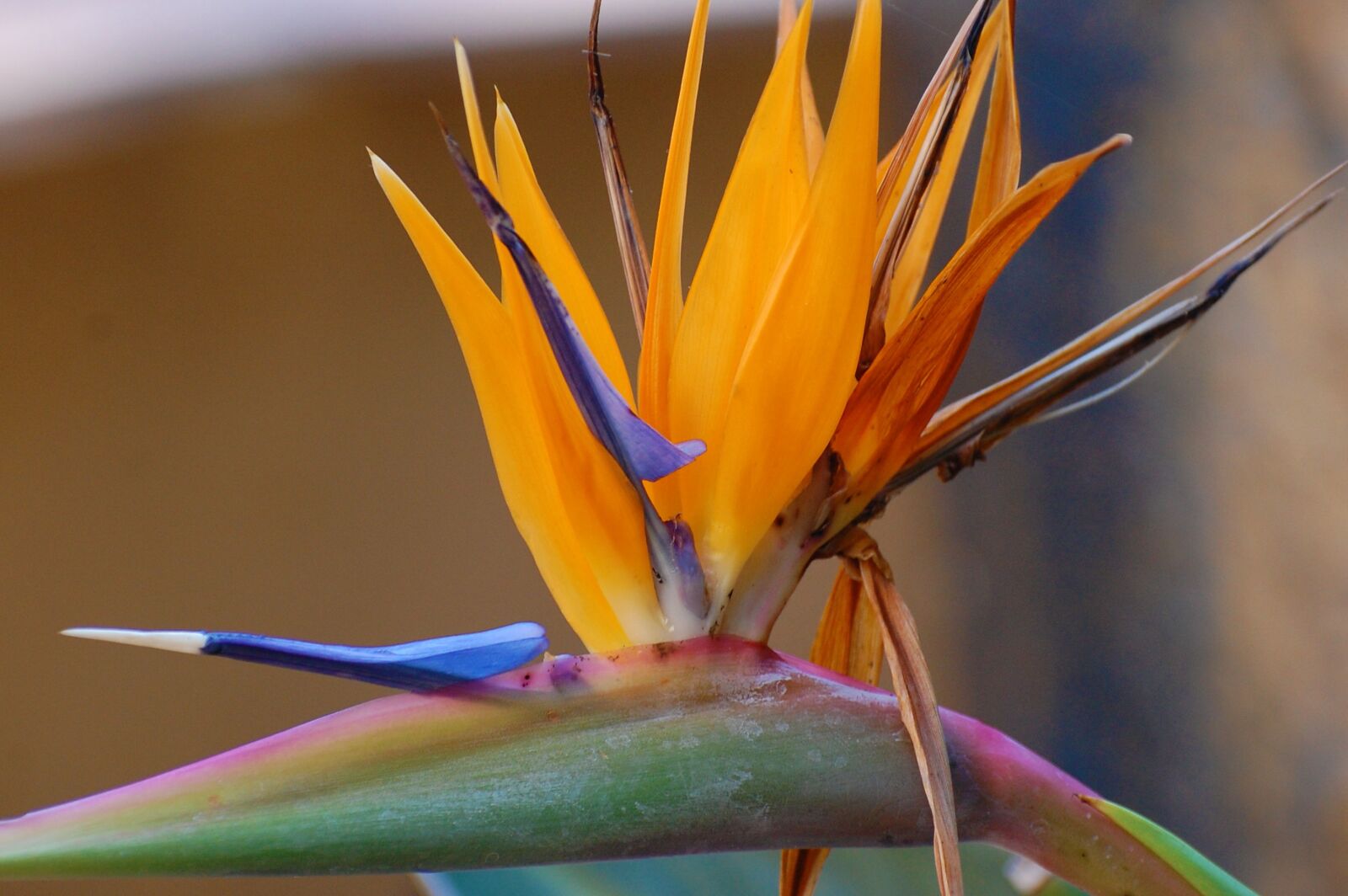 Nikon D40 sample photo. Flower, attractions, orange photography