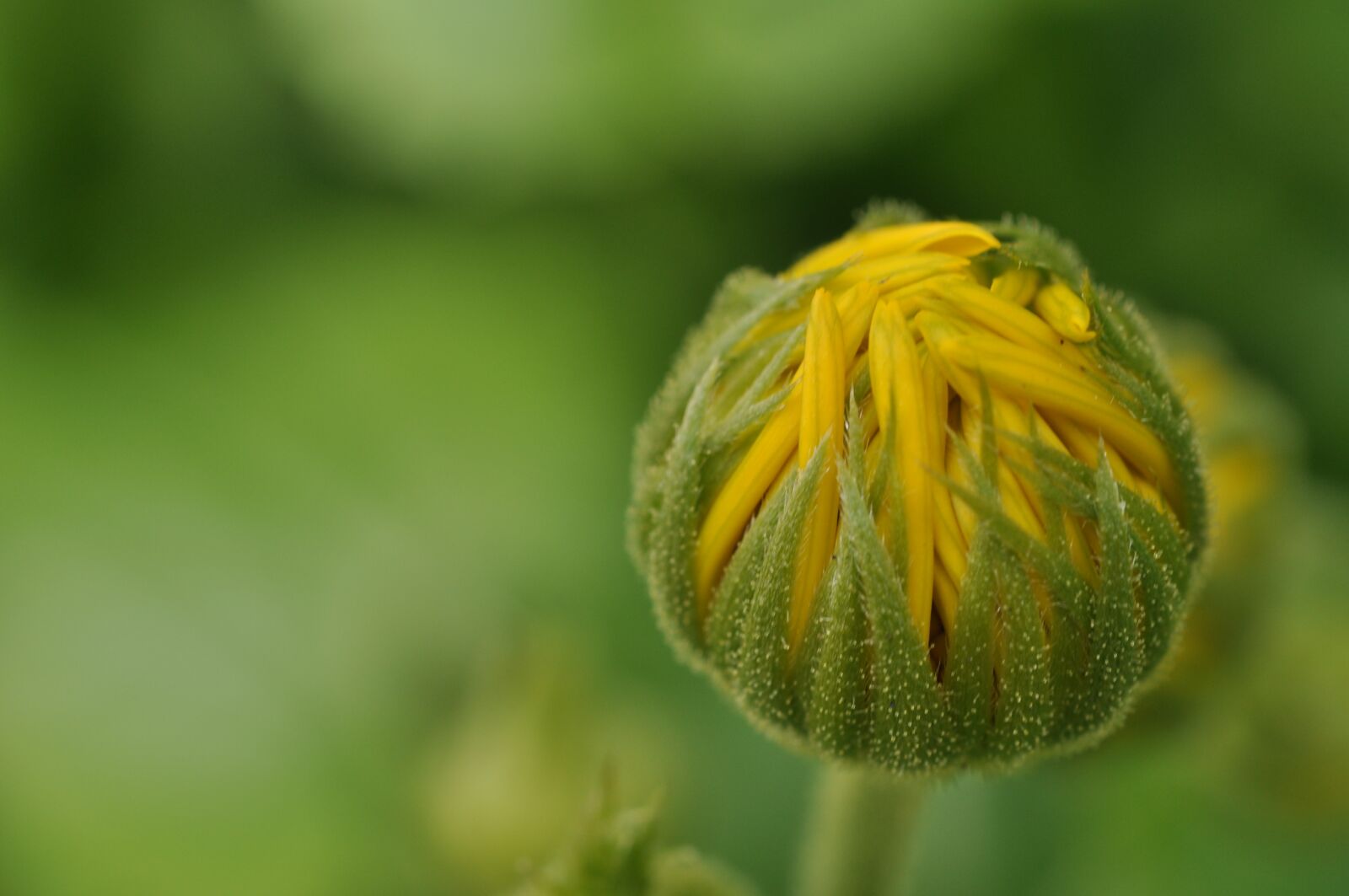 Nikon D5000 sample photo. Close up, bud, flower photography