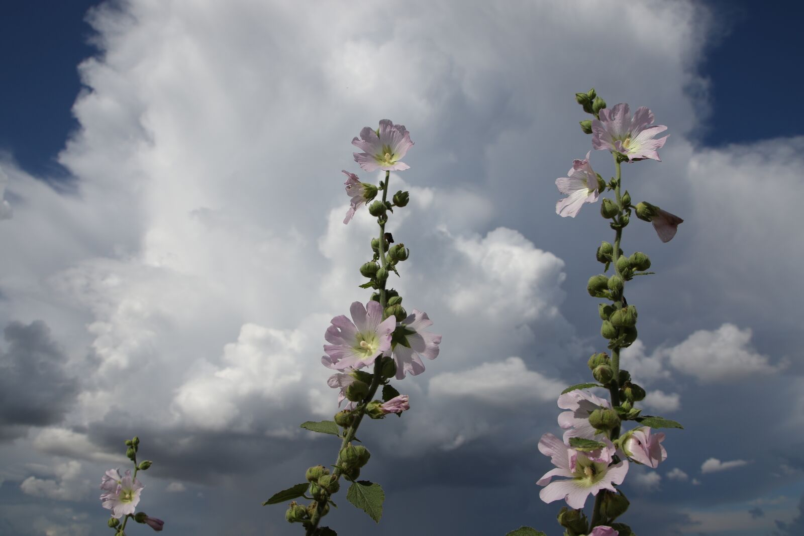 Canon EOS 7D Mark II sample photo. Mallow, flowers, sky photography