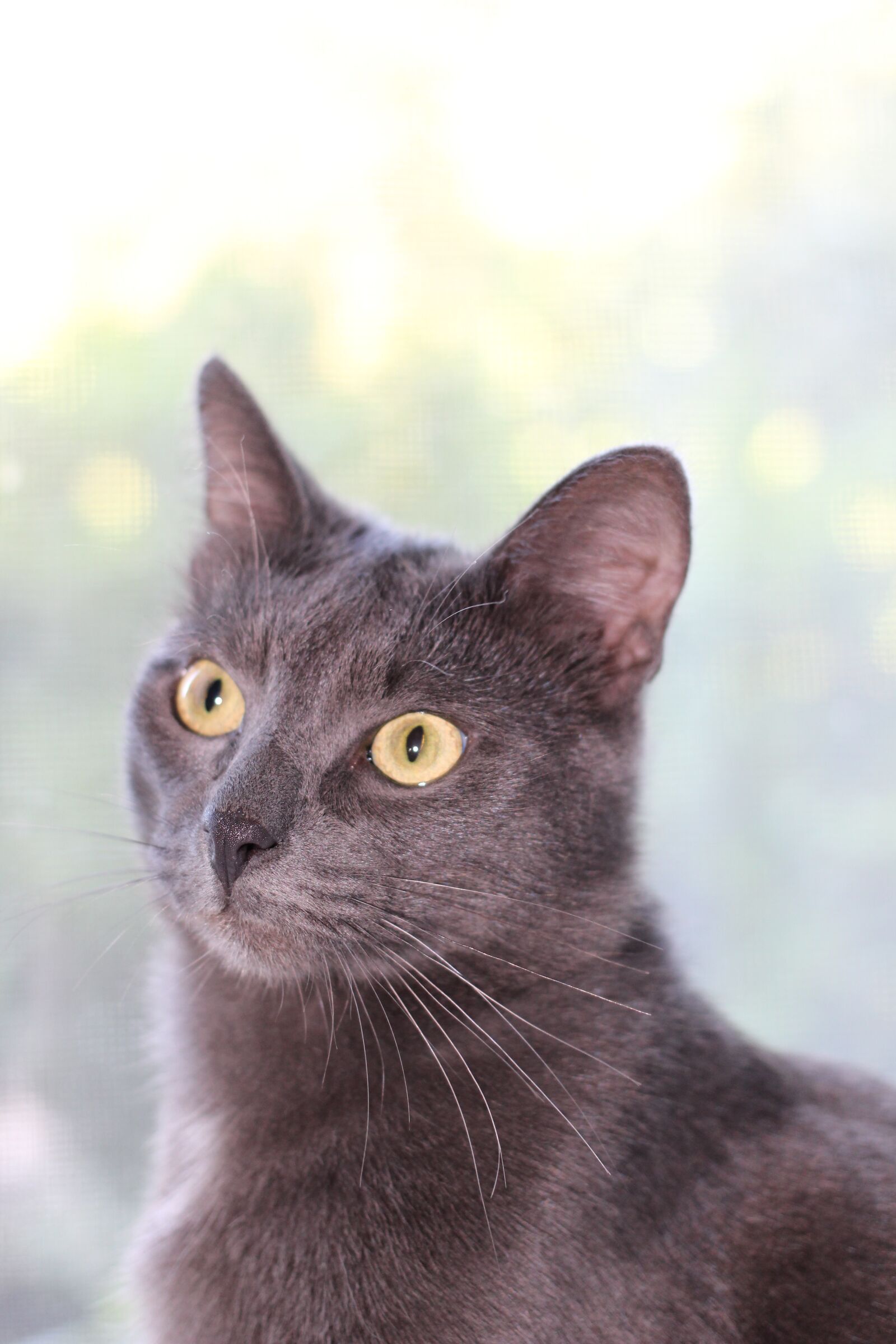 Canon EOS 100D (EOS Rebel SL1 / EOS Kiss X7) + Canon EF 40mm F2.8 STM sample photo. Grey, cat, sitting photography